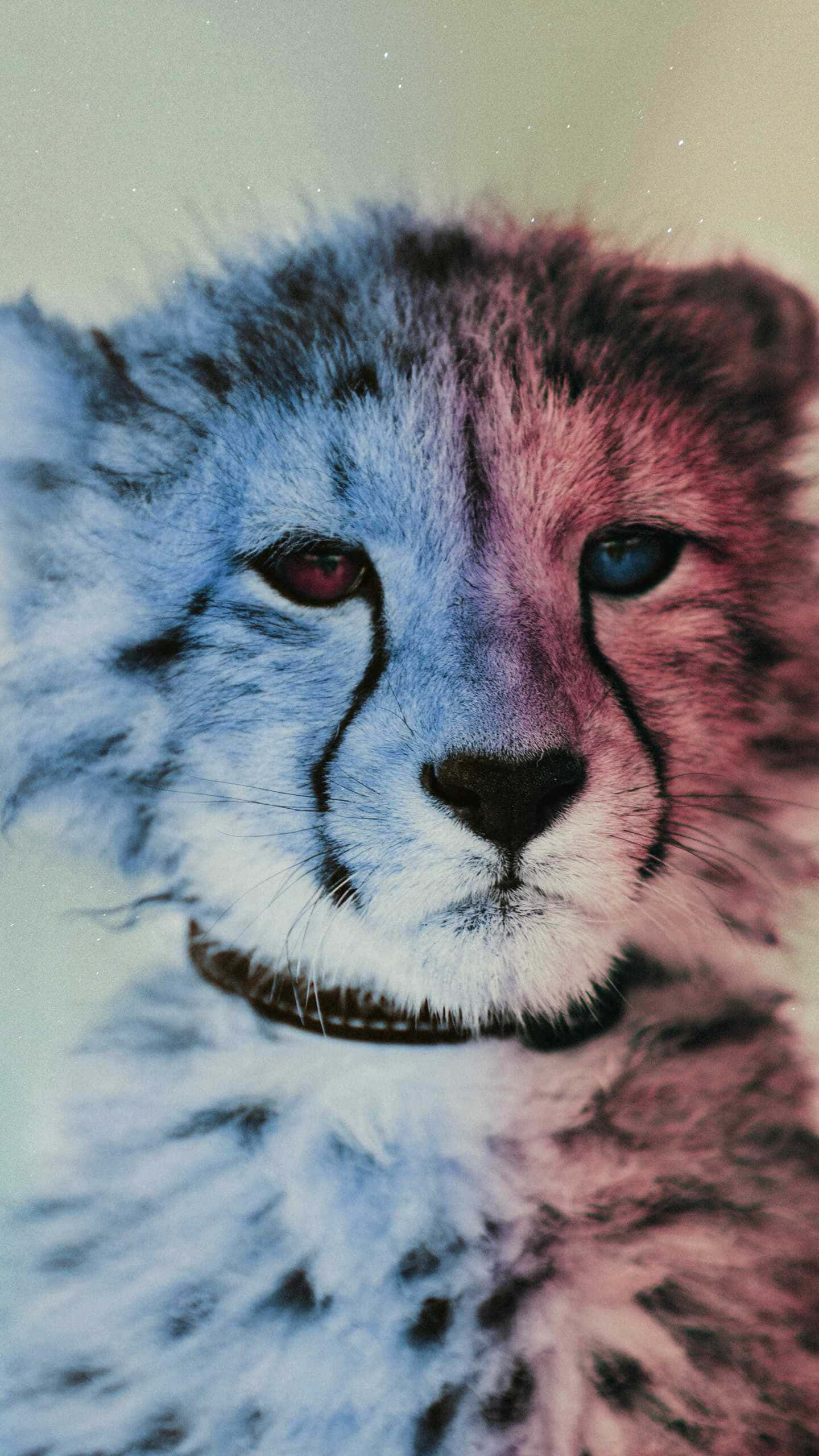 獵豹 桌布 壁紙 — 獵豹幼崽臉部的特寫，在柔和光線下半邊藍色半邊粉紅色。