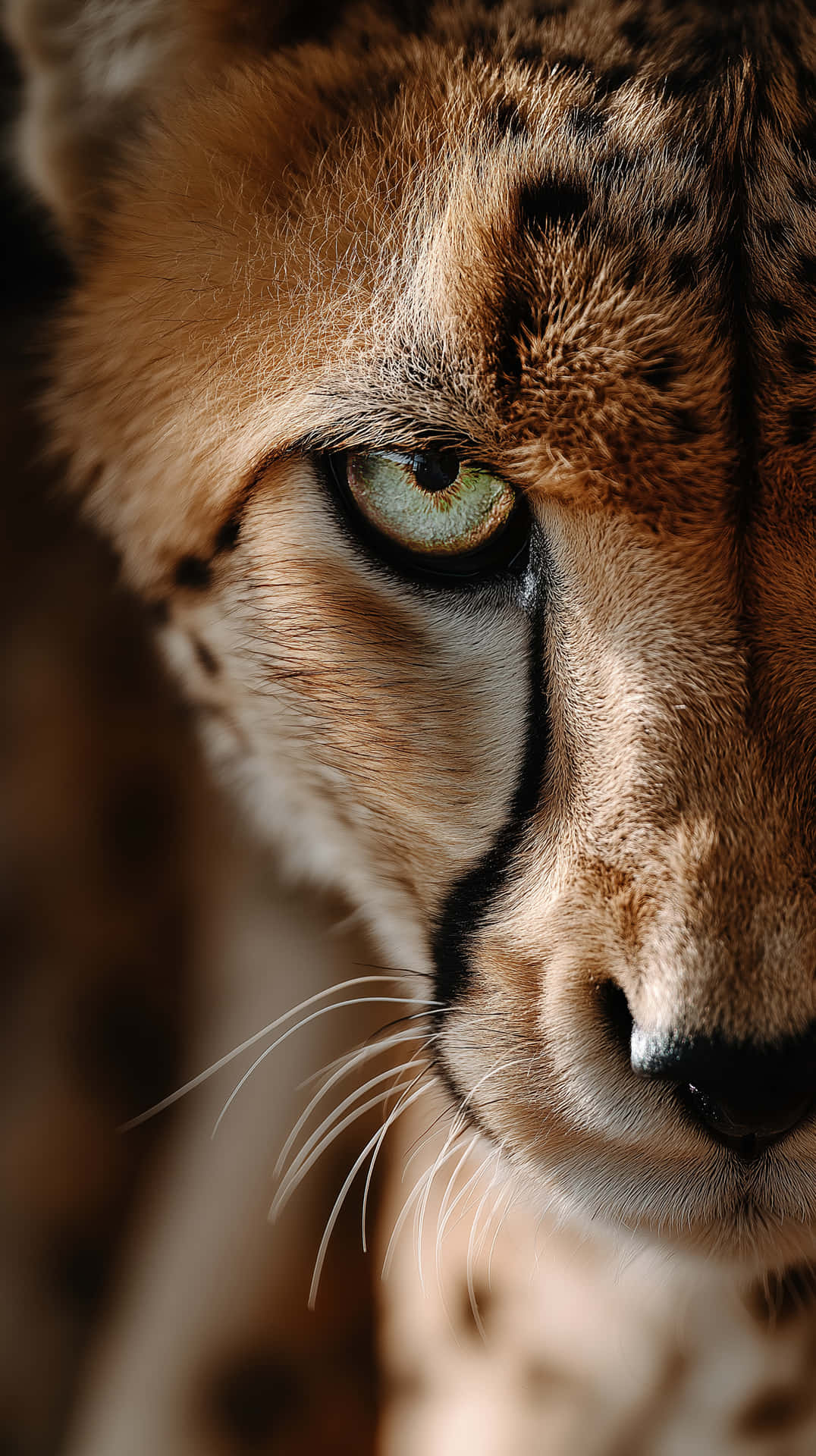 Piercing Green Eye of a Cheetah Macro Close-Up Detail 壁紙 — 獵豹強烈綠色眼睛和斑點毛皮的近距離特寫，背景柔焦。