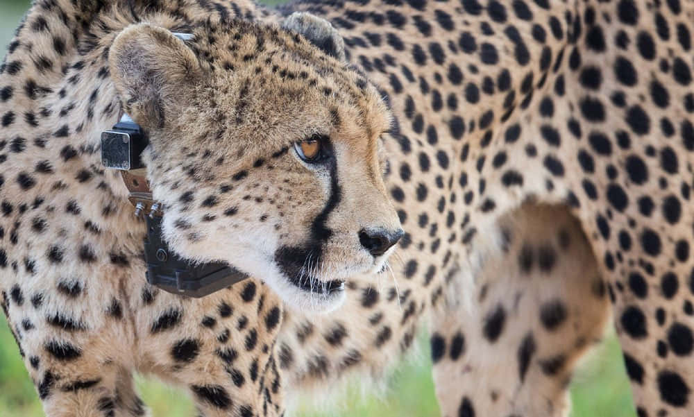 Cheetah 桌布 壁紙 — 獵豹戴上追蹤項圈，在草地上警覺地站立的特寫。