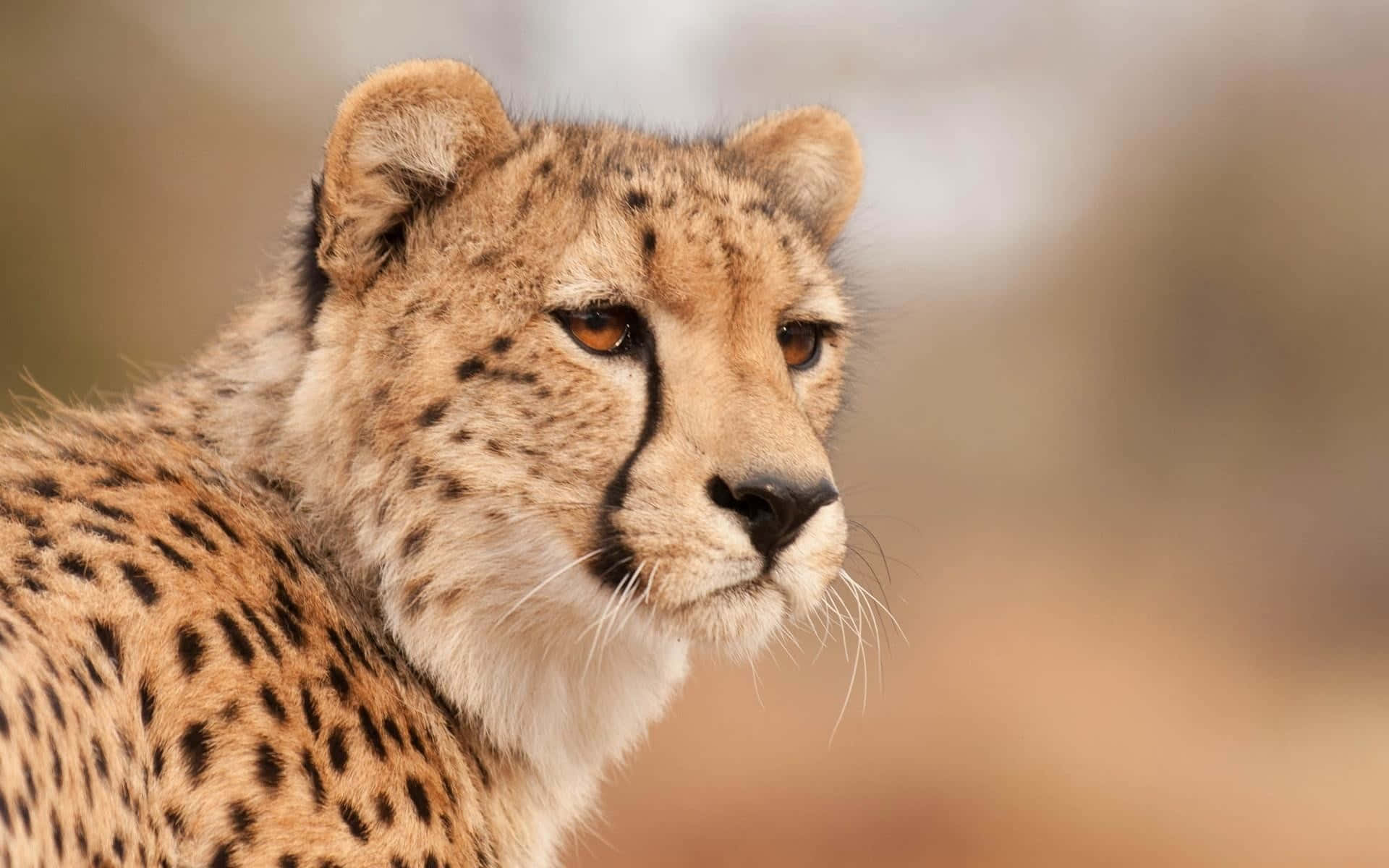 Baby Cheetah 桌布 壁紙 — 獵豹的特寫，展現其專注的眼神、斑點毛皮和黑色淚痕，背景是模糊的金色。
