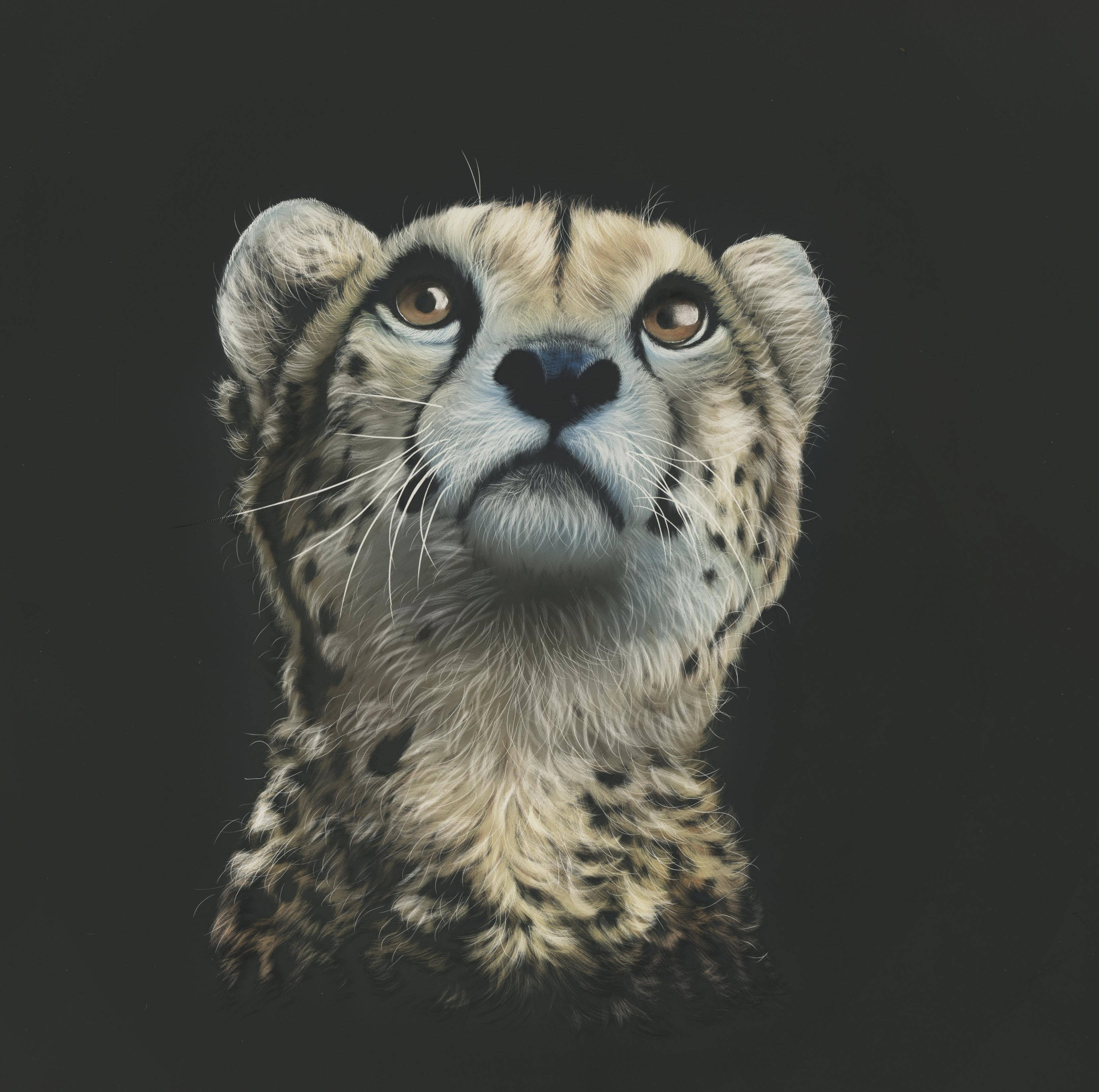 Cheetah 桌布 壁紙 — 獵豹的特寫肖像，擁有強烈的琥珀色眼睛和斑點皮毛，背景為深色。