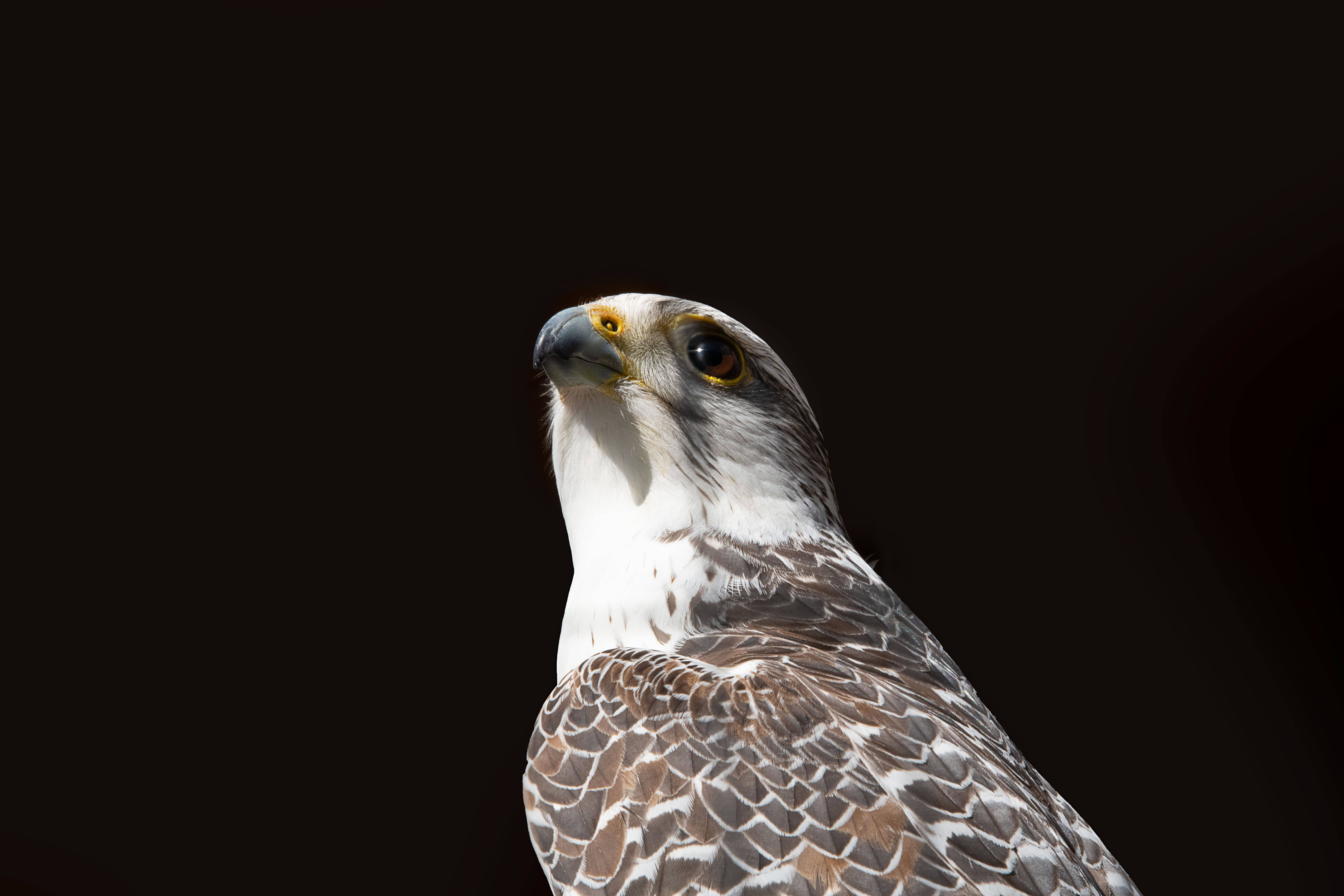 Falcon 桌布 壁紙 — 獵鷹頭部和胸部的特寫，以純黑背景突出其銳利目光和細緻羽毛圖案。