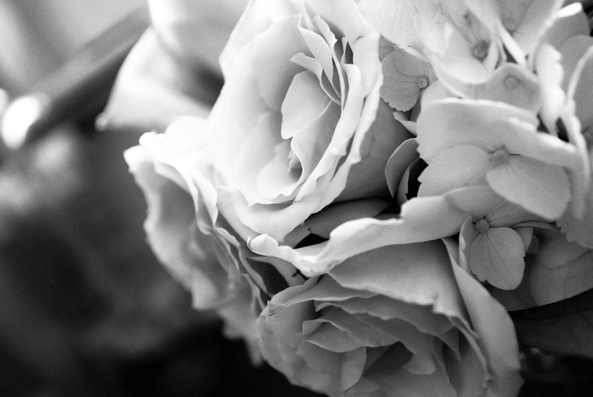 Rose Flower 桌布 壁紙 — 玫瑰與繡球花花束中柔軟層疊花瓣的黑白特寫，景深較淺。