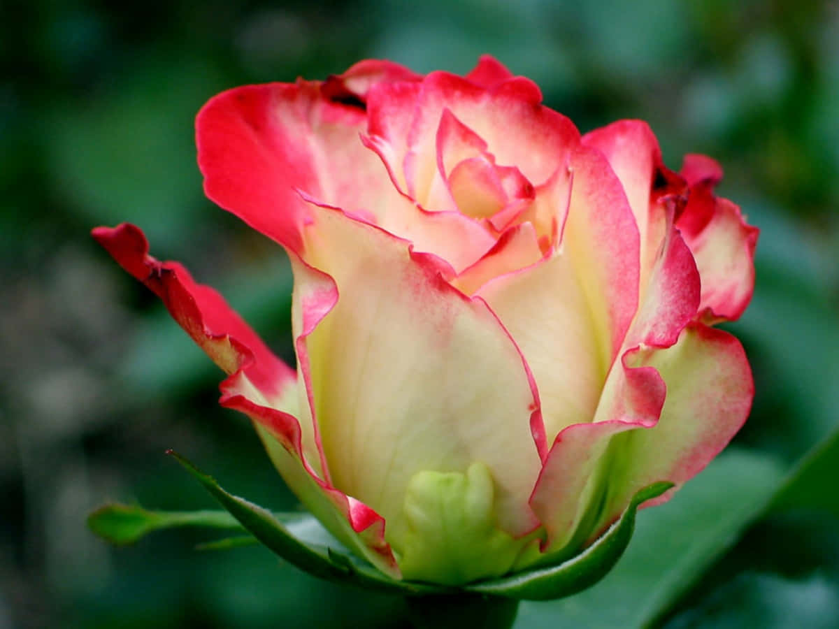 Beautiful Rose 桌布 壁紙 — 玫瑰花花蕾的特寫，帶有精緻的紅色尖端花瓣，在柔和的綠色模糊背景上展開。