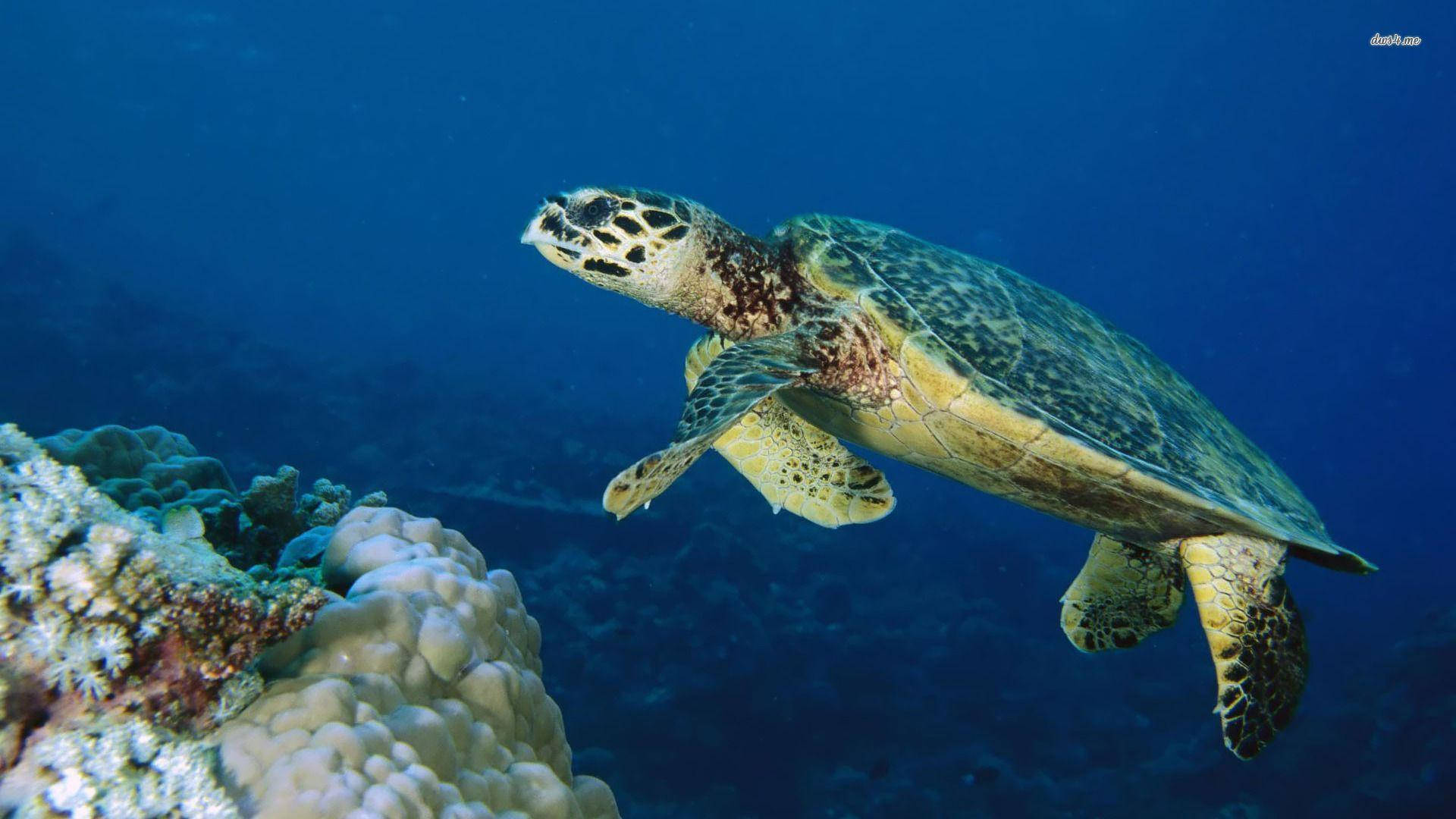Turtle 桌布 壁紙 — 玳瑁海龜在清澈的藍色海洋中優雅地滑過色彩繽紛的珊瑚結構。