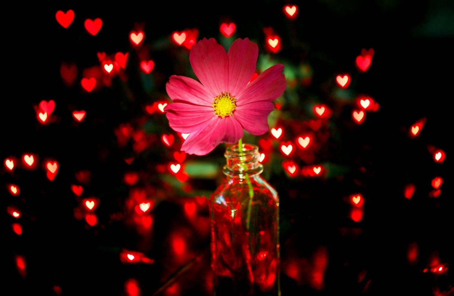 Light 桌布 壁紙 — 玻璃瓶中的一朵粉紅色大波斯菊在充滿模糊紅色心形燈光的黑暗背景中閃耀。