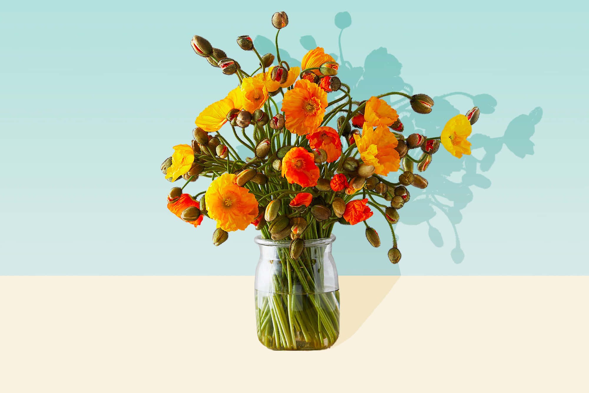 Best Flowers 桌布 壁紙 — 玻璃罐中鮮豔的橙色和黃色罌粟花在粉藍色牆壁上投下柔和陰影。