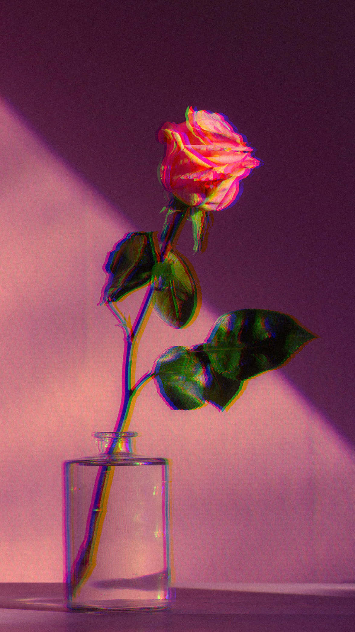 Life Aesthetic 桌布 壁紙 — 玻璃花瓶中的一朵粉紅玫瑰，沐浴在充滿活力的紫色和粉紅色光線中，帶有色彩像差效果。