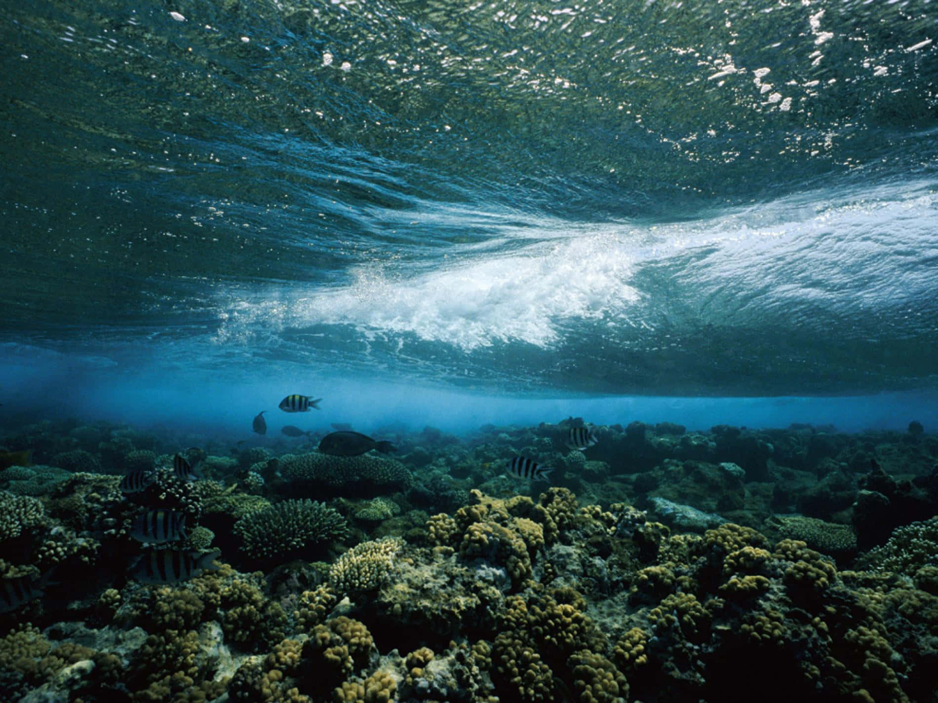 Aquatic 桌布 壁紙 — 珊瑚礁的水底景觀，條紋魚在破碎波浪閃爍的表面下游動。
