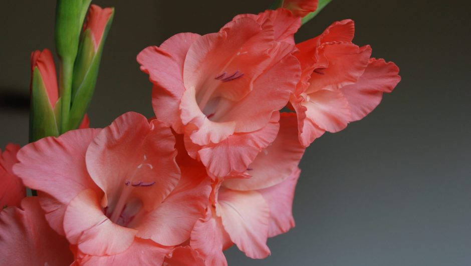 Gladiolus 桌布 壁紙 — 珊瑚粉紅色劍蘭花的特寫，帶有褶邊花瓣和綠色莖，背景為柔和的灰色。