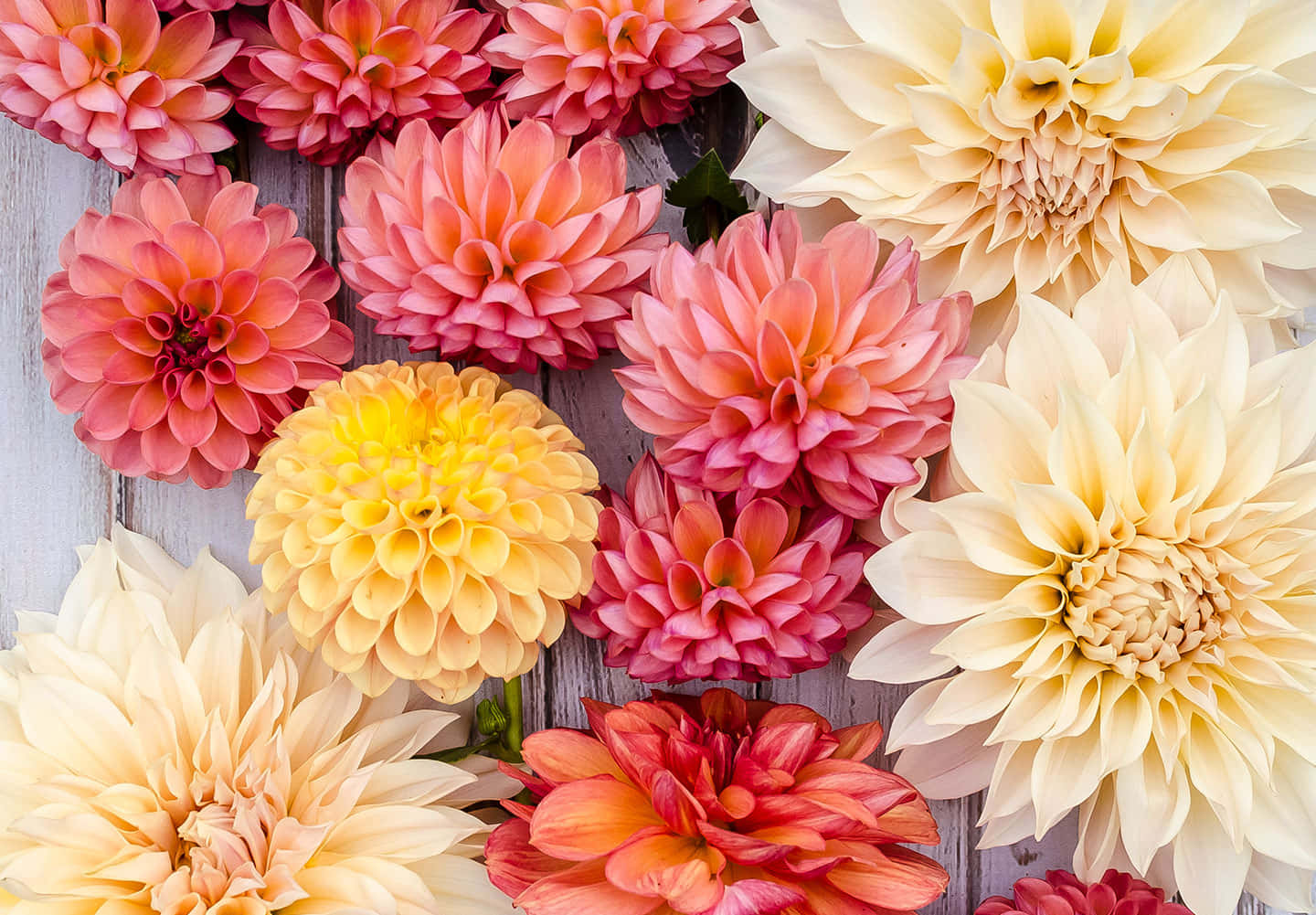 Dahlia 桌布 壁紙 — 珊瑚色、蜜桃色、黃色和奶油色的鮮豔大麗花，密集地綻放在風化的灰色木質表面上。