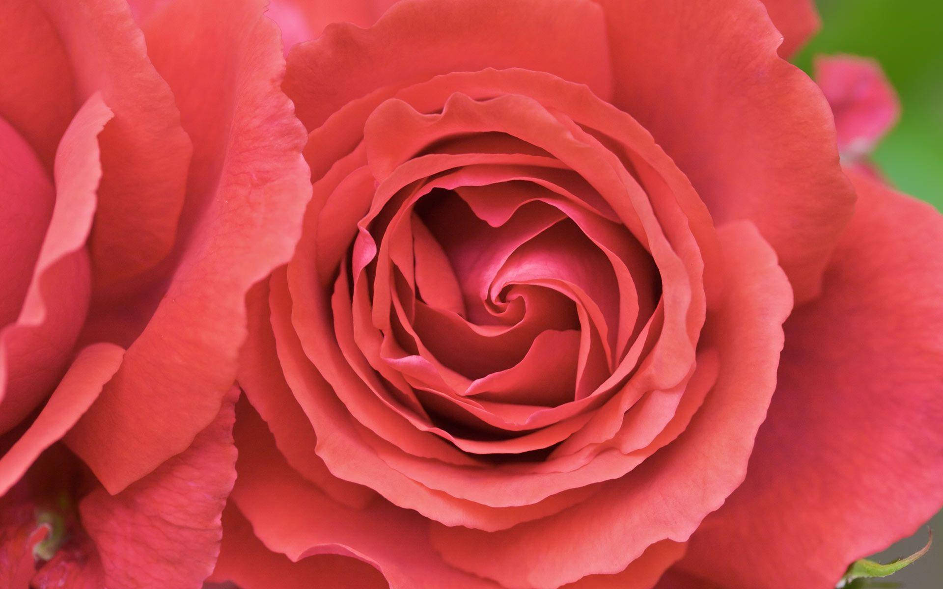 Pastel Red Aesthetic 桌布 壁紙 — 珊瑚色玫瑰的特寫，花瓣如天鵝絨般柔軟，向內螺旋，襯托柔和綠色背景。