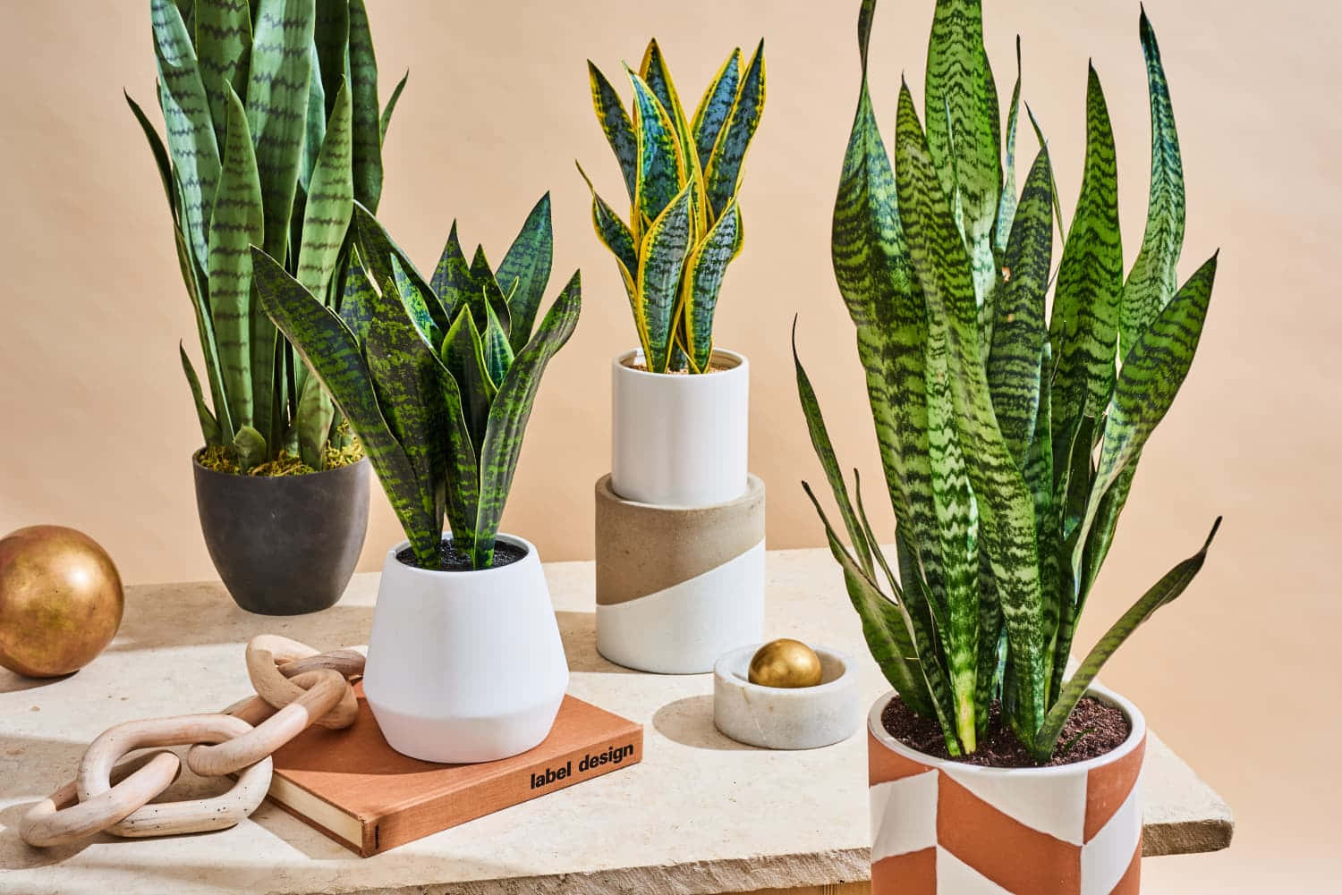 Snake Plant 桌布 壁紙 — 現代盆栽蛇植物，幾何形花盆，擺放在木質表面上，配有裝飾物品。