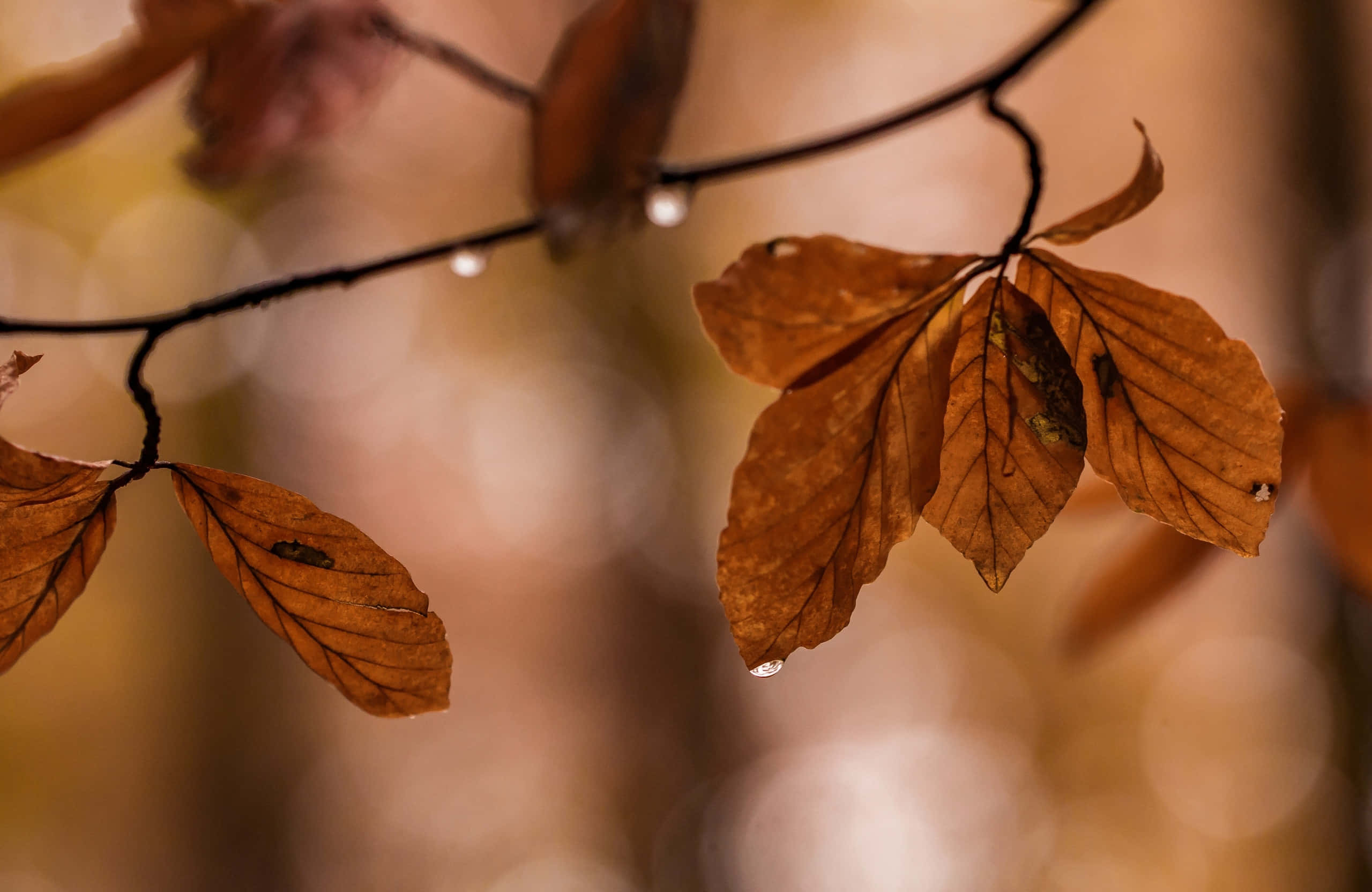 Best Fall 桌布 壁紙 — 琥珀色秋葉的特寫，水滴從深色樹枝上垂下，背景是柔和模糊的金色。