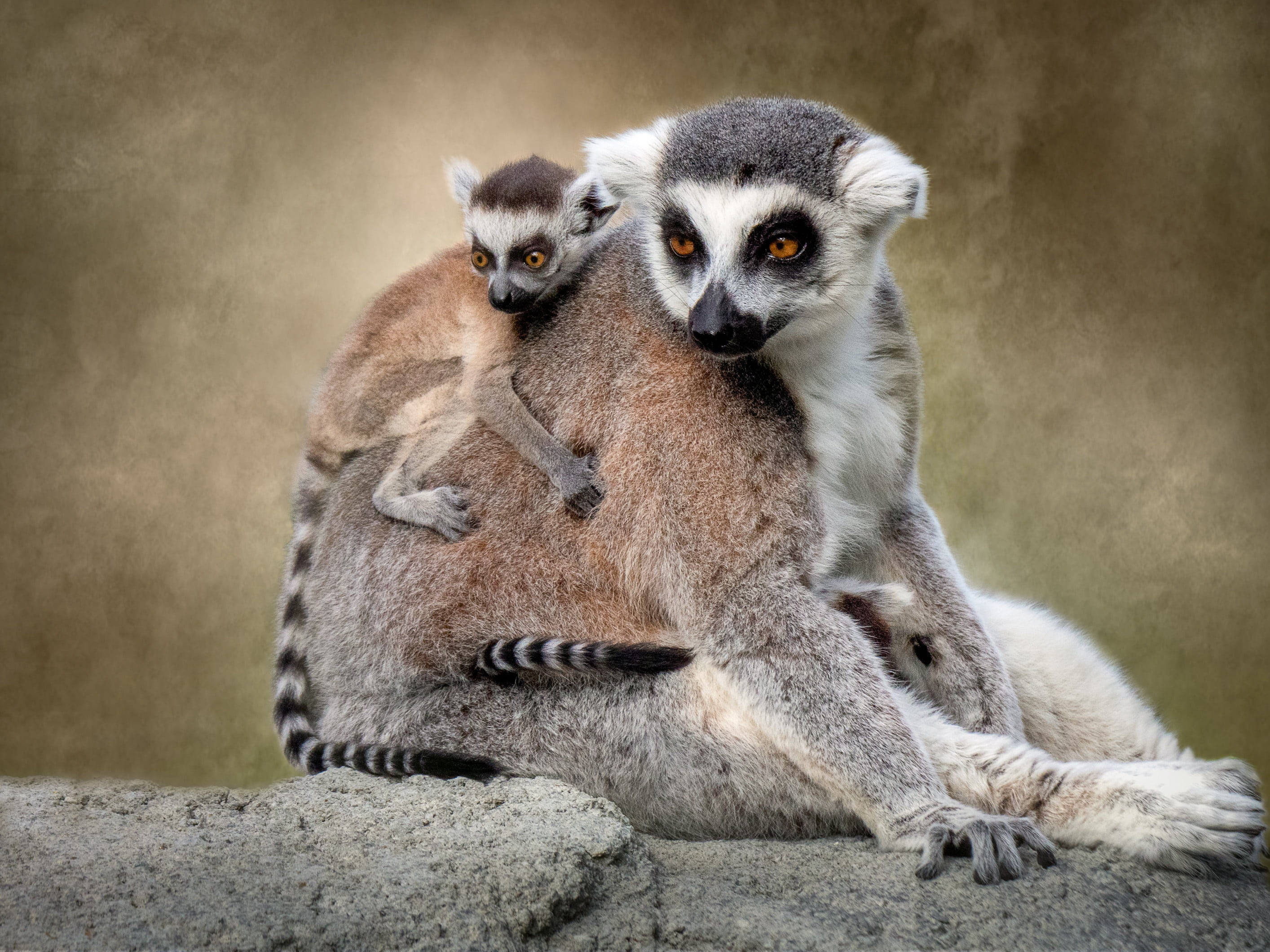 Baby Monkey 桌布 壁紙 — 環尾狐猴媽媽平靜地坐在岩石上，她的寶寶緊緊抓住她的背，背景柔和模糊。