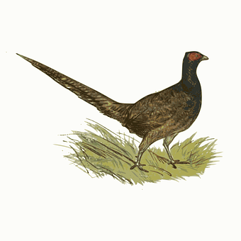 環頸雉插畫 — 動物 壁紙