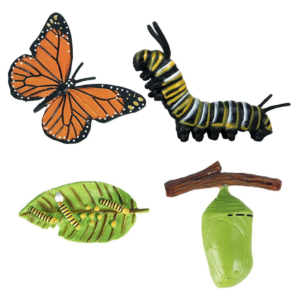 Real Butterfly 桌布 壁紙 — 生動展示帝王斑蝶從毛蟲到蛹再到成蝶的生命階段。