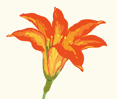 生動橙色花朵插畫 — 花 壁紙