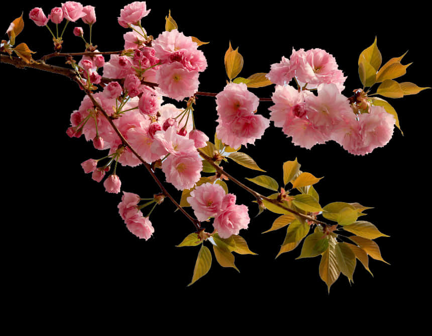 生動粉紅櫻花枝 — 櫻花 壁紙