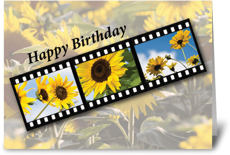 Filmstrip 桌布 壁紙 — 生日祝福，以一條底片帶有三張向日葵照片，背景是模糊的向日葵田。
