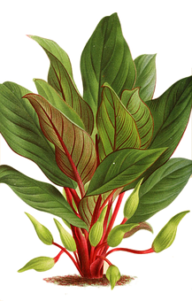 生機盎然的綠色植物插圖 壁紙
