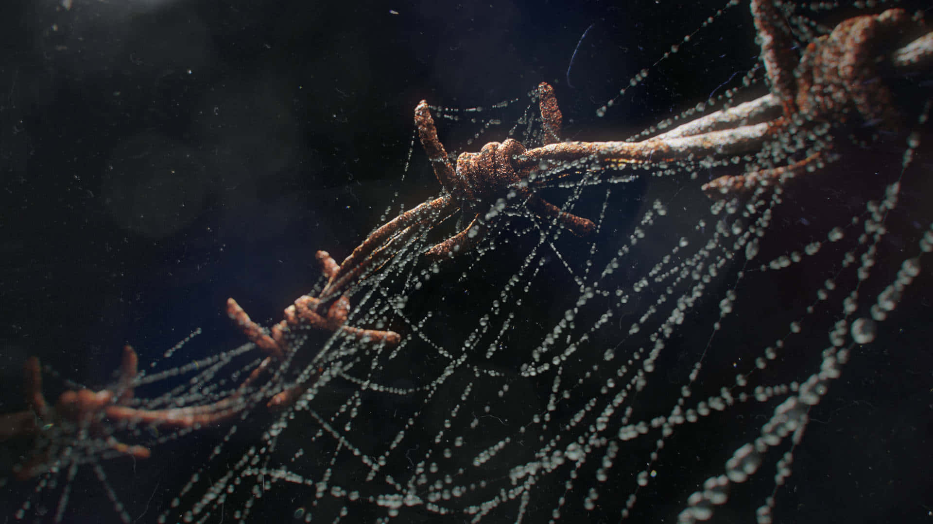 Cobwebs 桌布 壁紙 — 生鏽的鐵絲網上佈滿露珠，在帶有柔和散景的黑暗背景下閃耀。