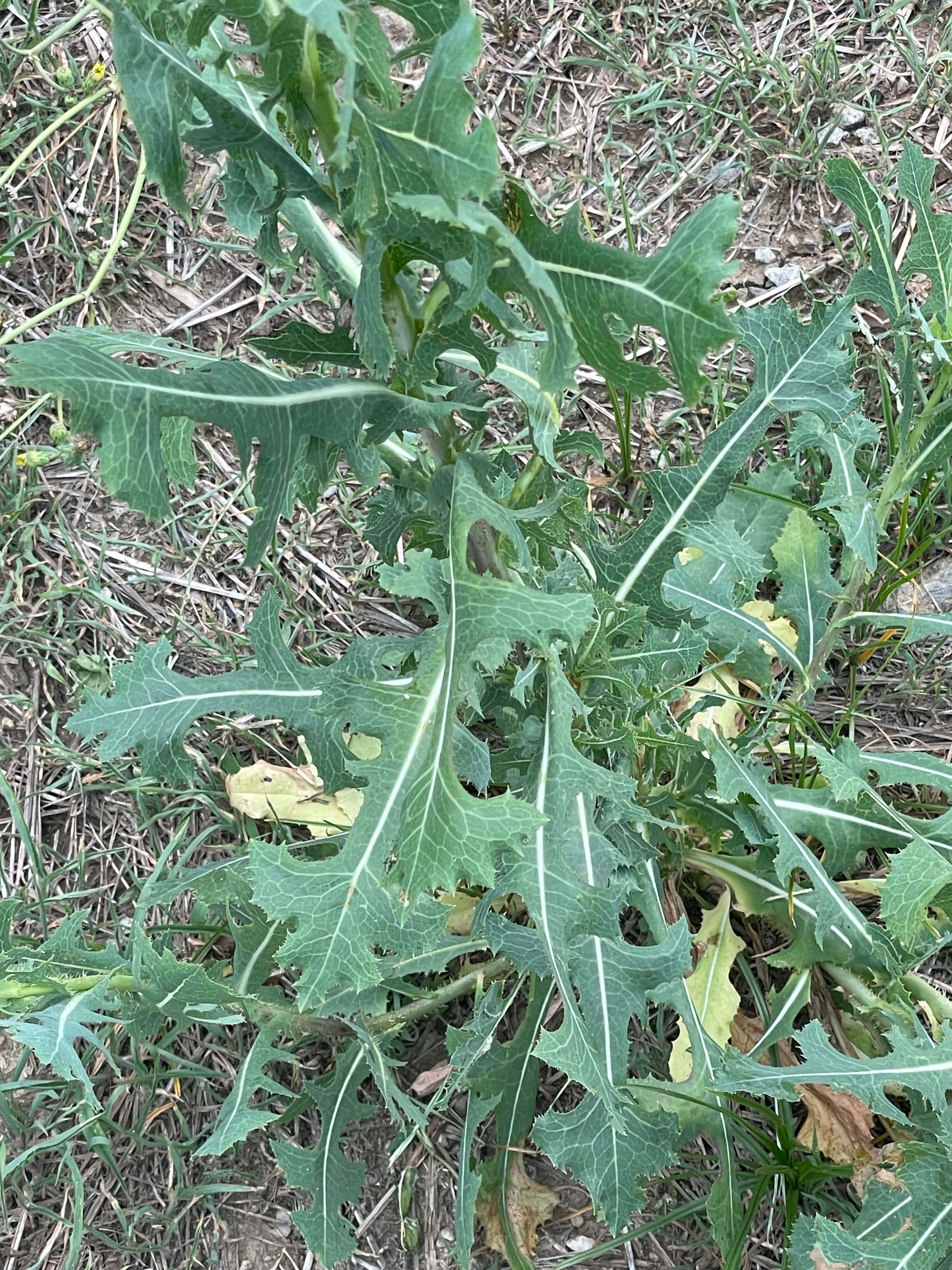Wild Lettuce 桌布 壁紙 — 生長在乾草中的鋸齒邊緣綠色葉片植物特寫。