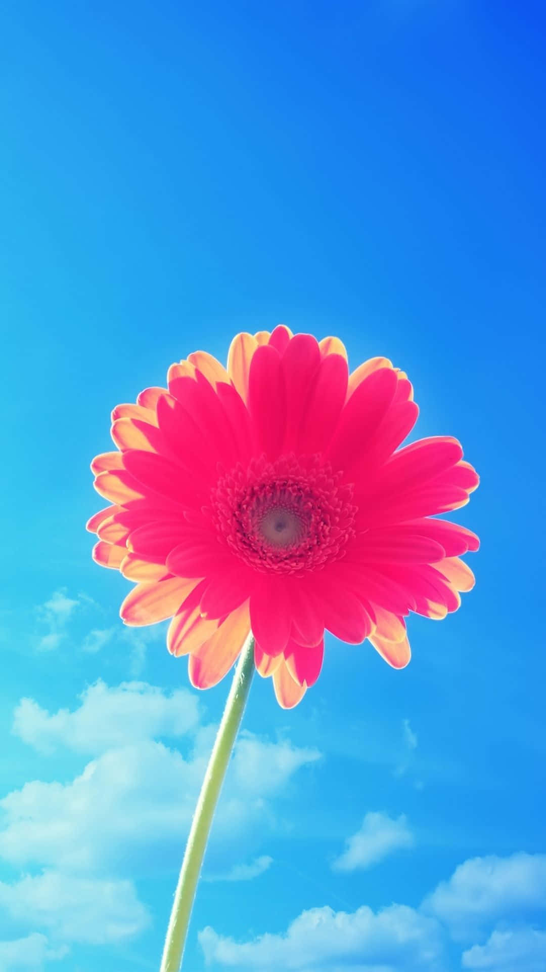 用這款花卉iPhone桌布點亮每一天！ 壁紙