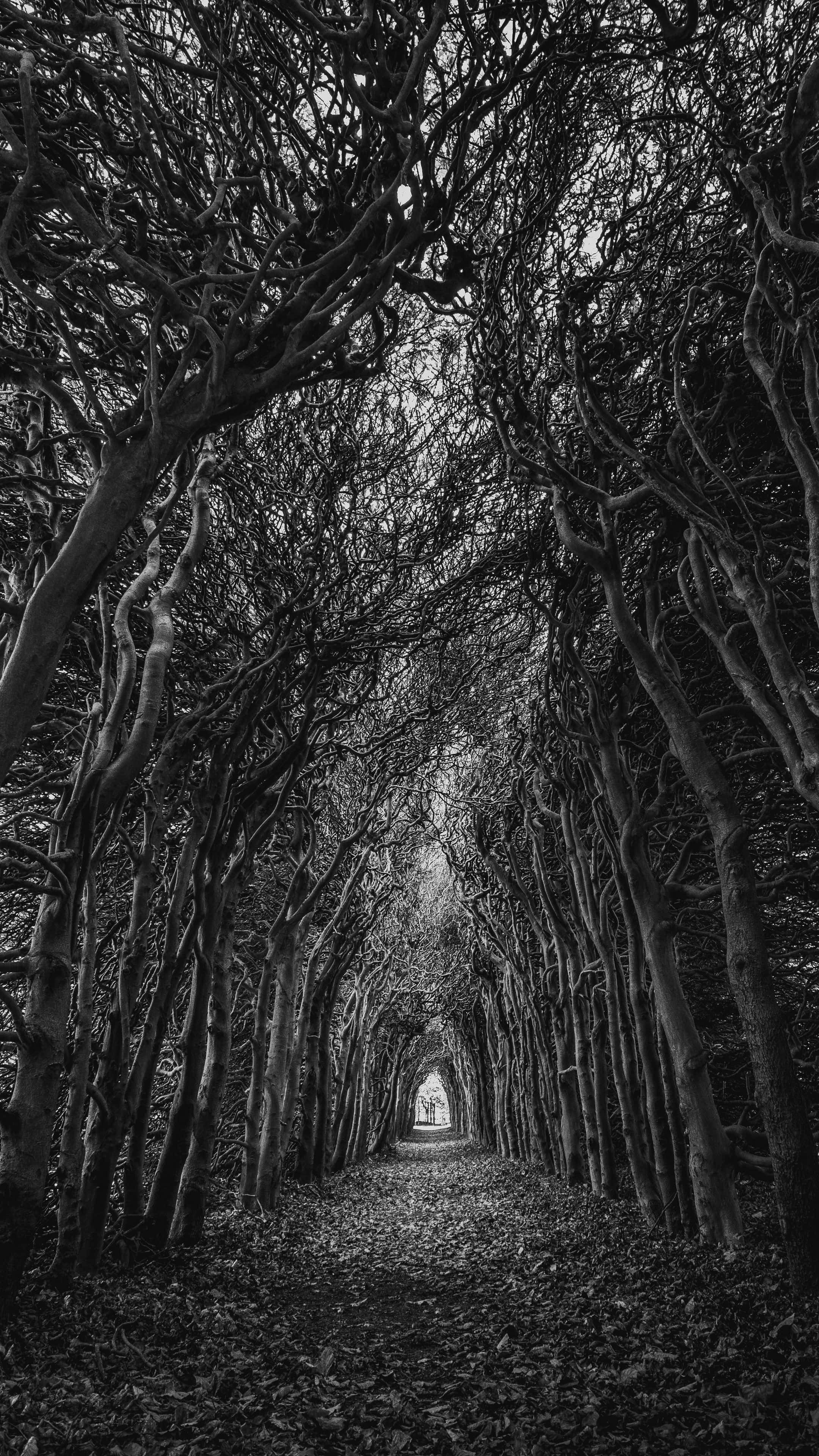 Black And White Nature 桌布 壁紙 — 由扭曲樹木組成的單色隧道在頭頂拱起，形成一條鋪滿落葉的狹窄小徑。