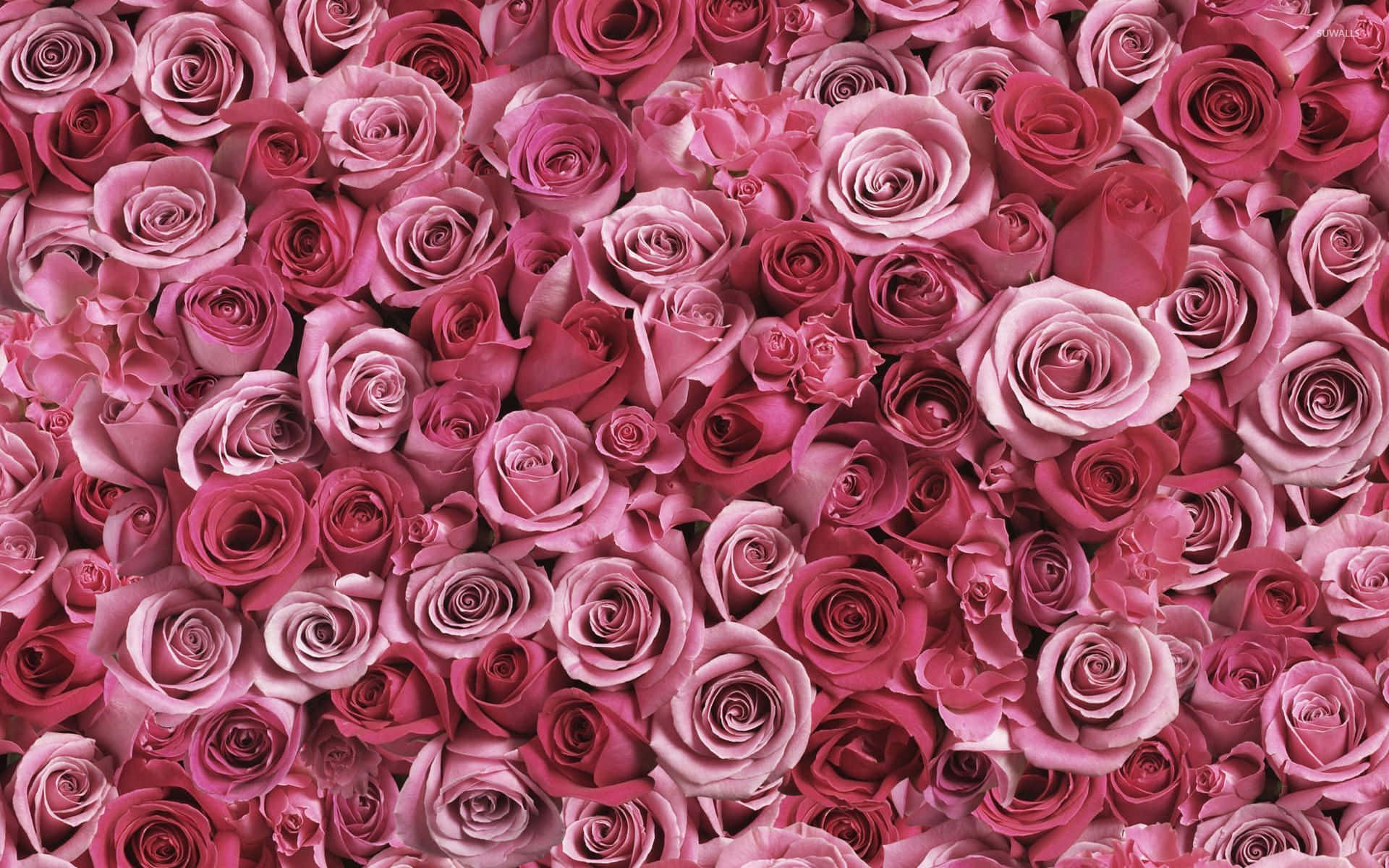 Roses 桌布 壁紙 — 由柔和的淡粉到深洋紅色調的粉紅玫瑰密集牆面，營造出豐盛浪漫的花卉背景。