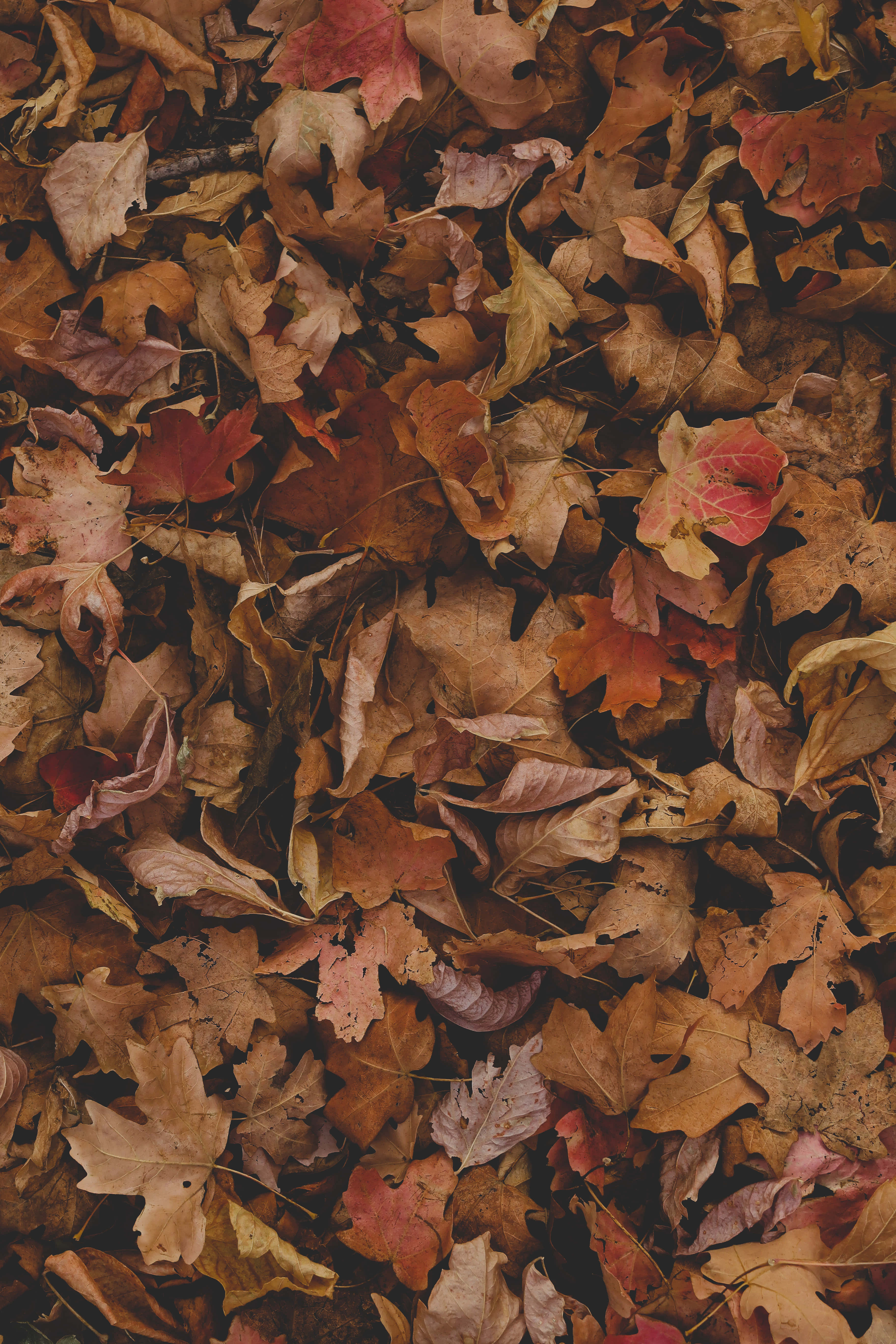 Fall Leaf 桌布 壁紙 — 由溫暖的棕色、紅色和黃色落葉組成的密集地毯，營造出有紋理的自然地板覆蓋物。