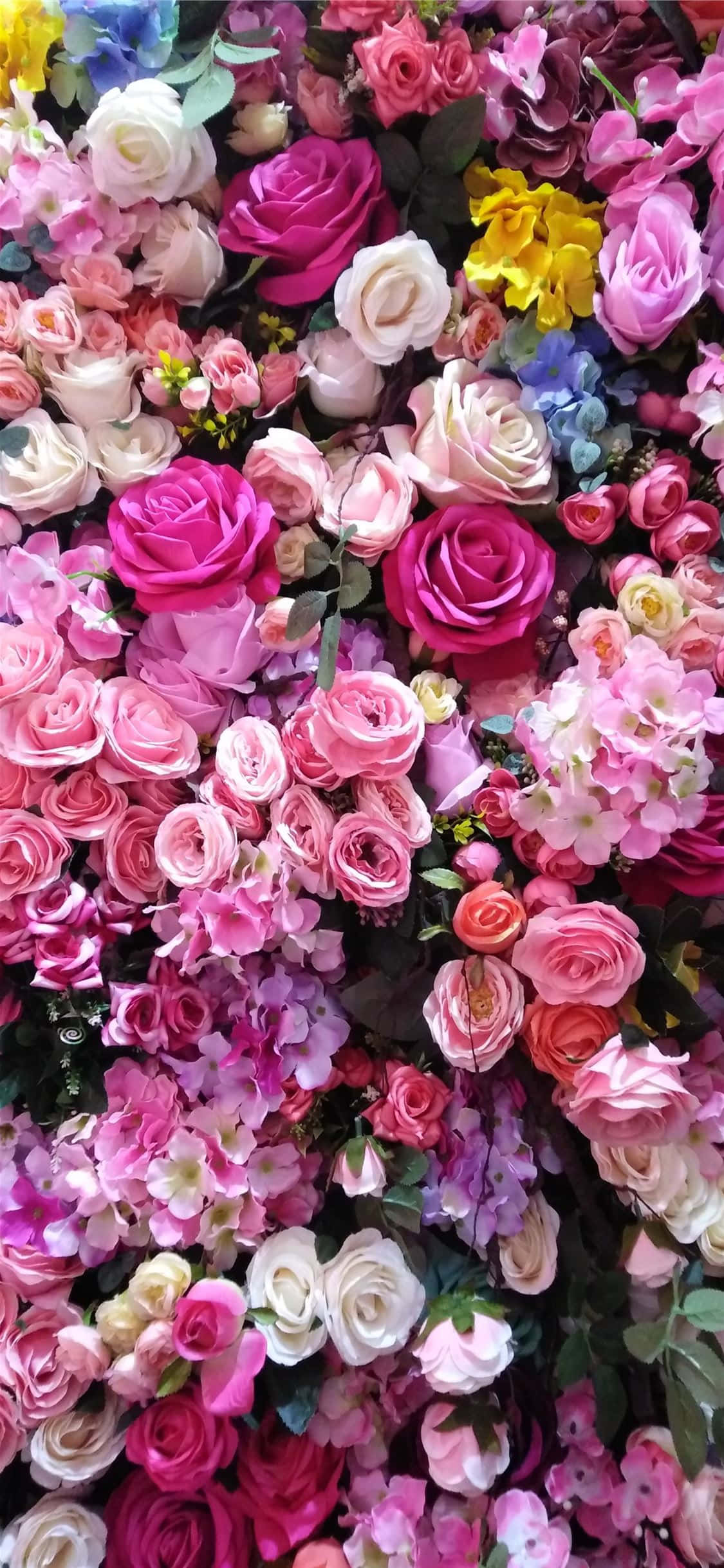Roses 桌布 壁紙 — 由鮮豔的粉紅色、白色和黃色玫瑰與繡球花組成的密集花牆，營造出茂盛的花卉爆炸效果。