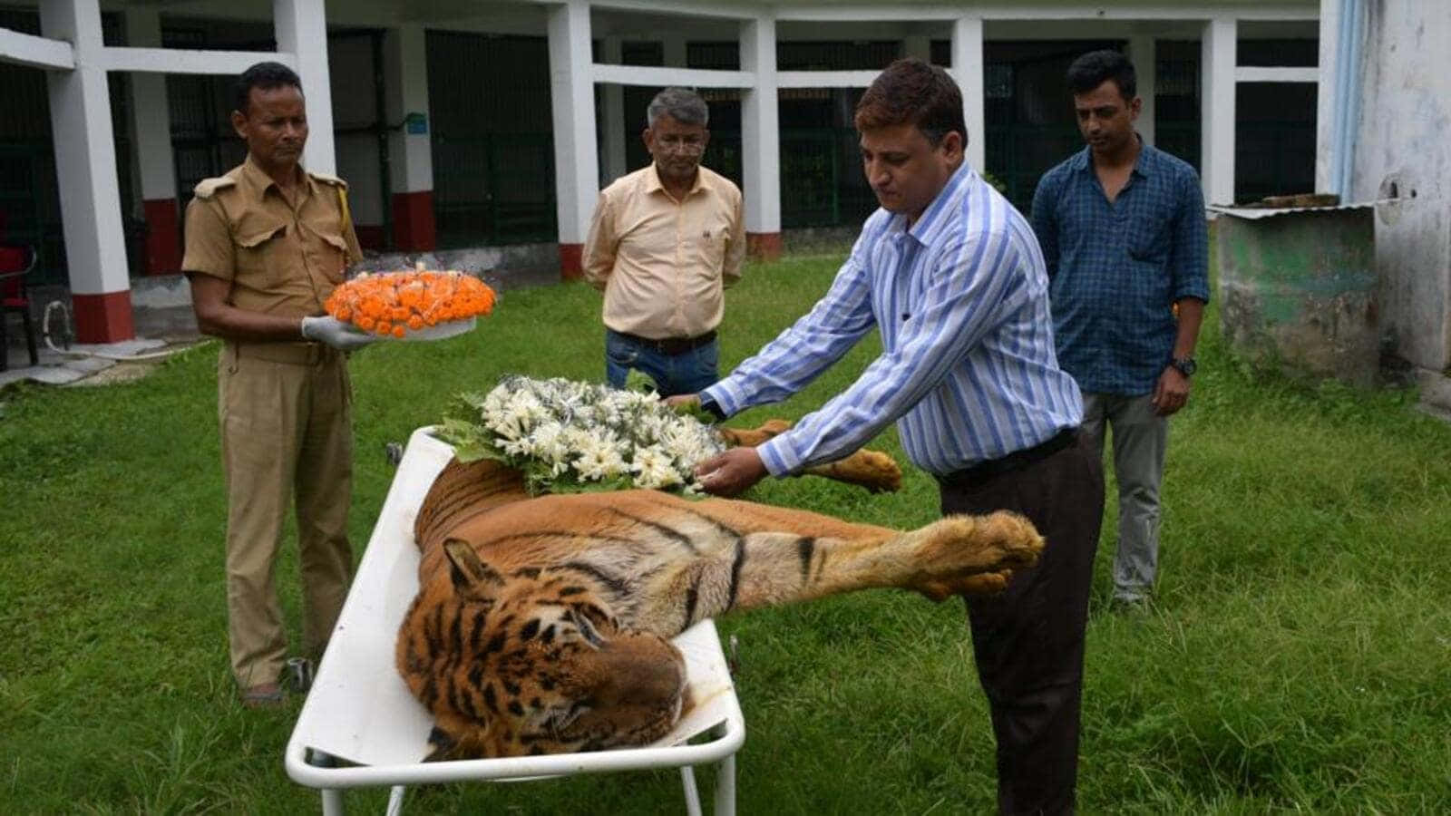 Bengal Tiger 桌布 壁紙 — 男士們莊嚴地將鮮花放在草庭院中白色擔架上的老虎屍體上。