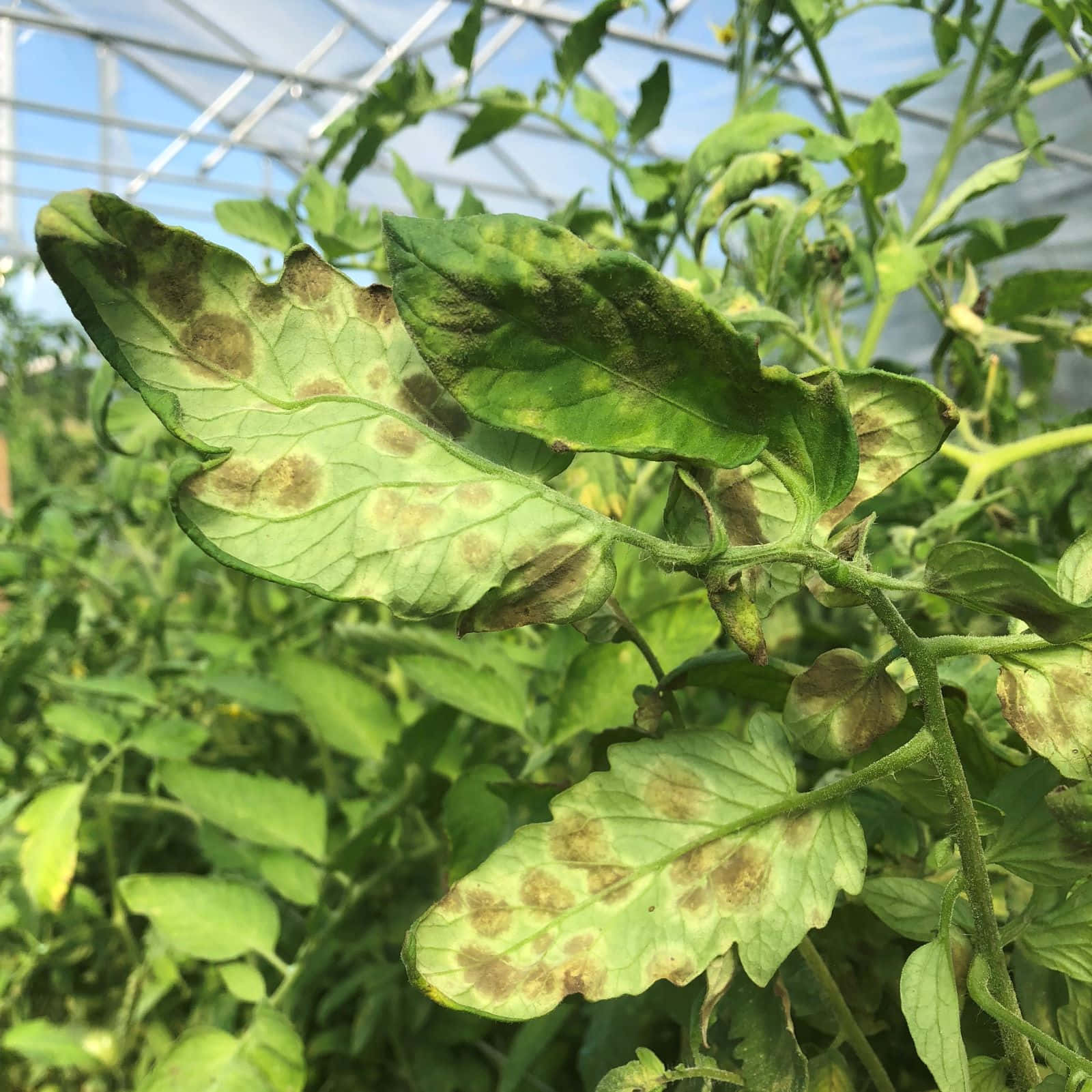葉子 桌布 壁紙 — 番茄植物葉子的特寫，顯示在溫室屋頂下有褐色斑點和黃化。