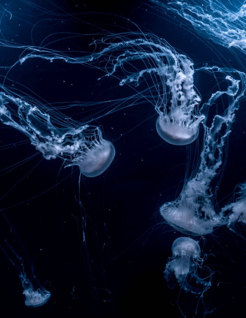 水母 桌布 壁紙 — 發光水母優雅地飄過深海黑暗，精緻的半透明觸手以慢動作流動。