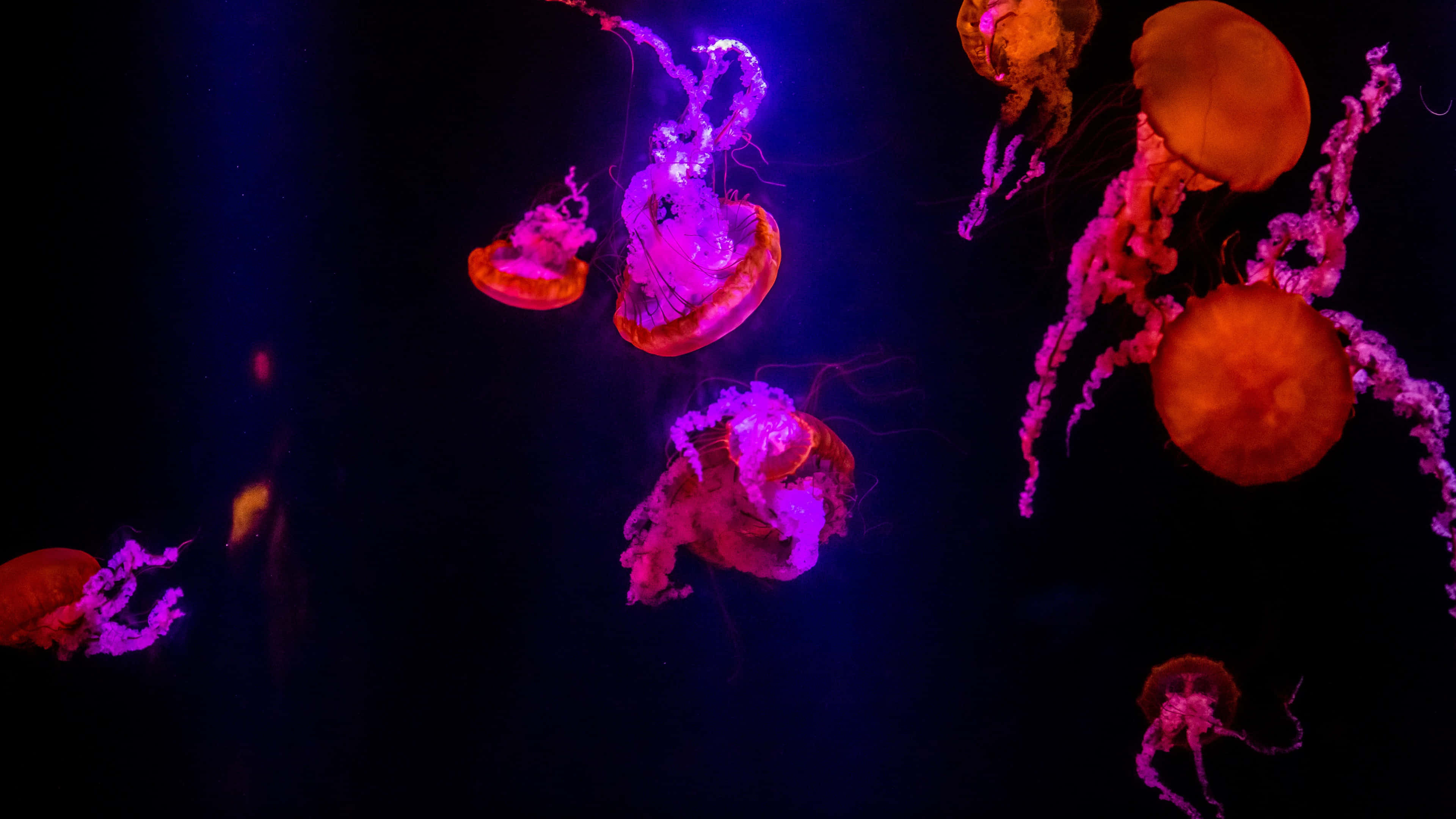 4K Jellyfish 桌布 壁紙 — 發光水母在深海黑暗中優雅漂浮，被鮮豔的紫色和橙色燈光照亮。