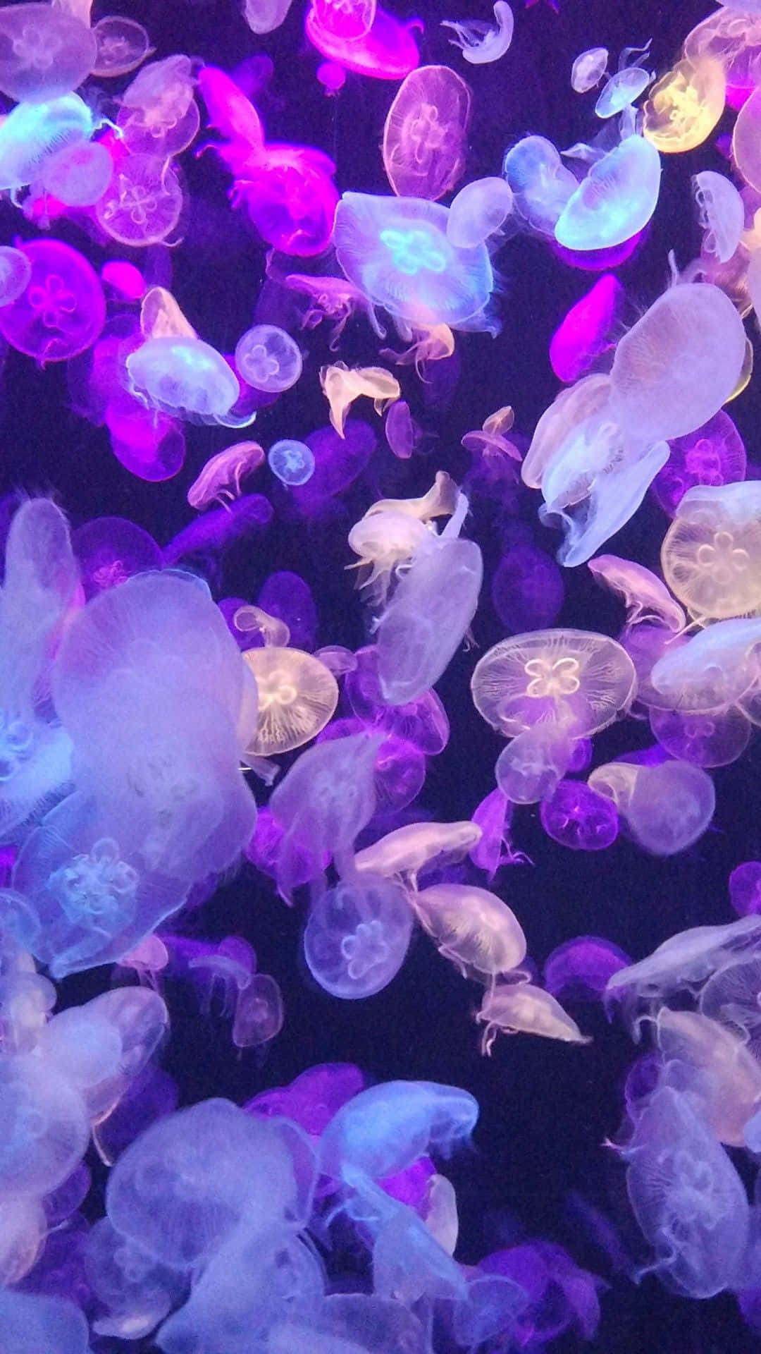 水母 桌布 壁紙 — 發光水母在深紫色和藍色光線中漂浮，背景為深色。
