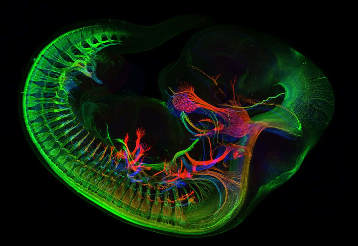 biology 桌布 壁紙 — 發光的半透明水母，帶有鮮豔的綠色和紅色內部結構，背景為黑色。