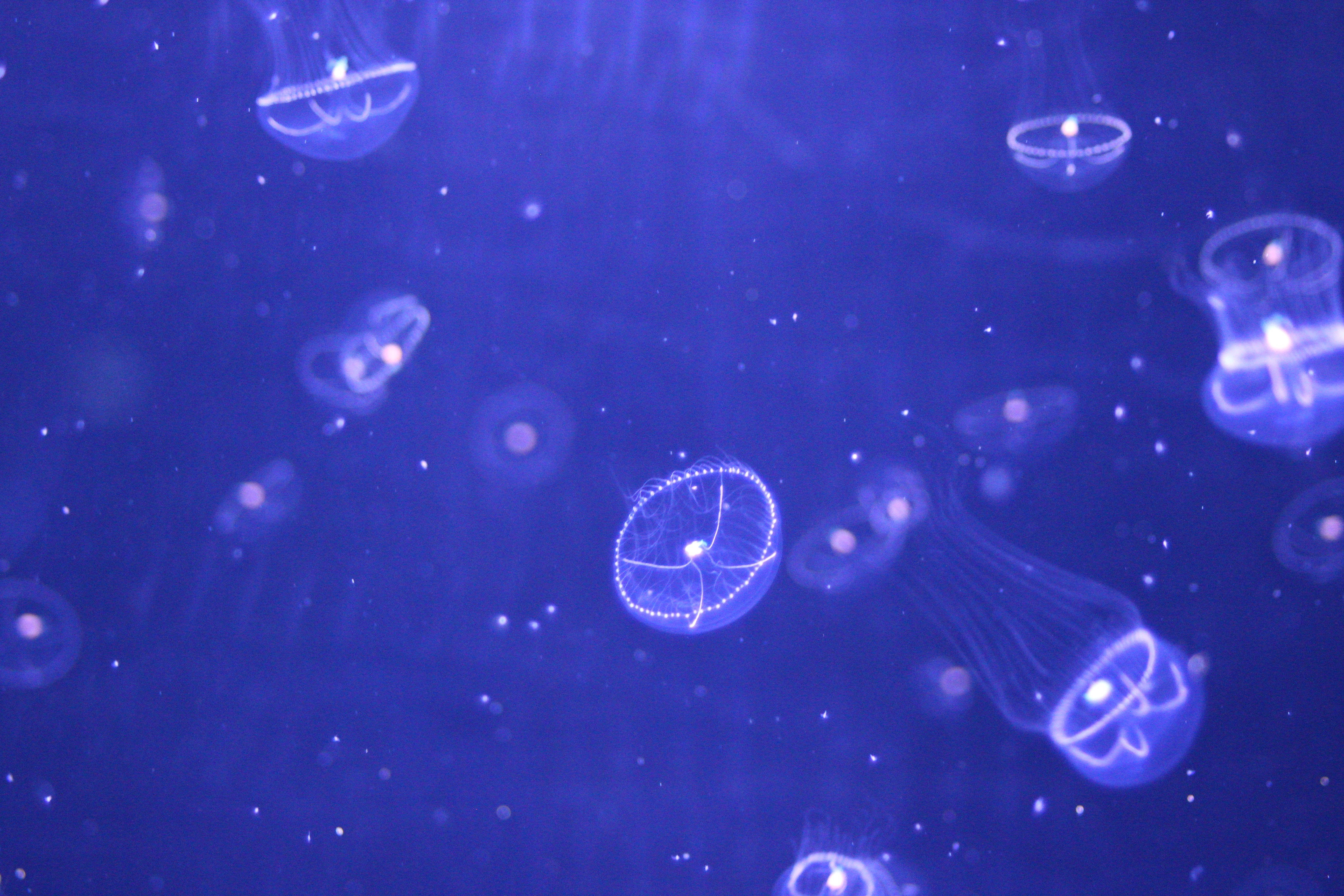水母 桌布 壁紙 — 發光的半透明水母像漂浮的燈籠一樣優雅地漂過深藍色的海水。