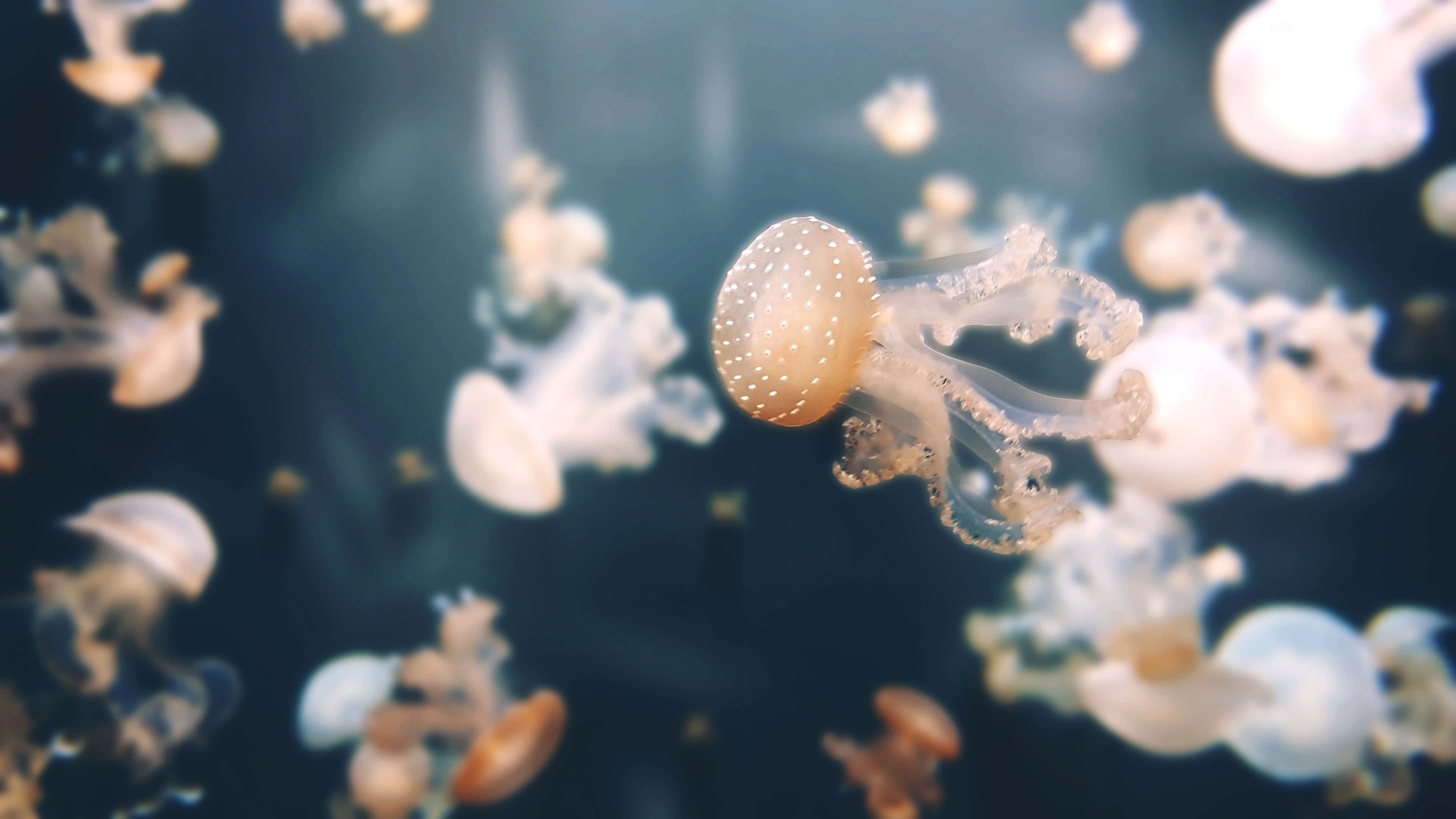 桌布 壁紙 — 發光的半透明水母在深藍色海水中優雅地漂流，呈現寧靜的水下場景。