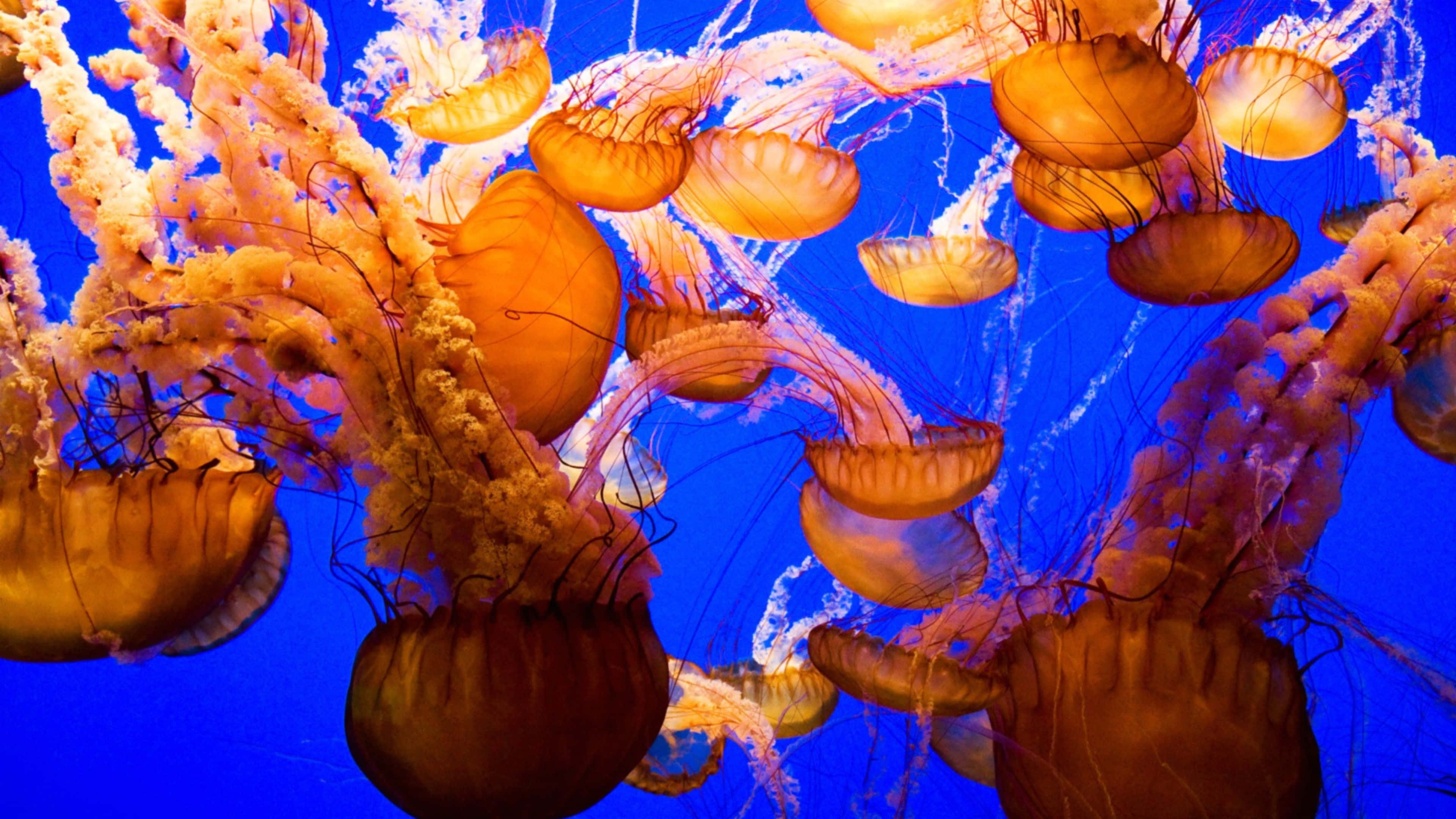 4K Jellyfish 桌布 壁紙 — 發光的橙色水母在深藍色海水中優雅漂浮，猶如一場迷人的水下芭蕾。