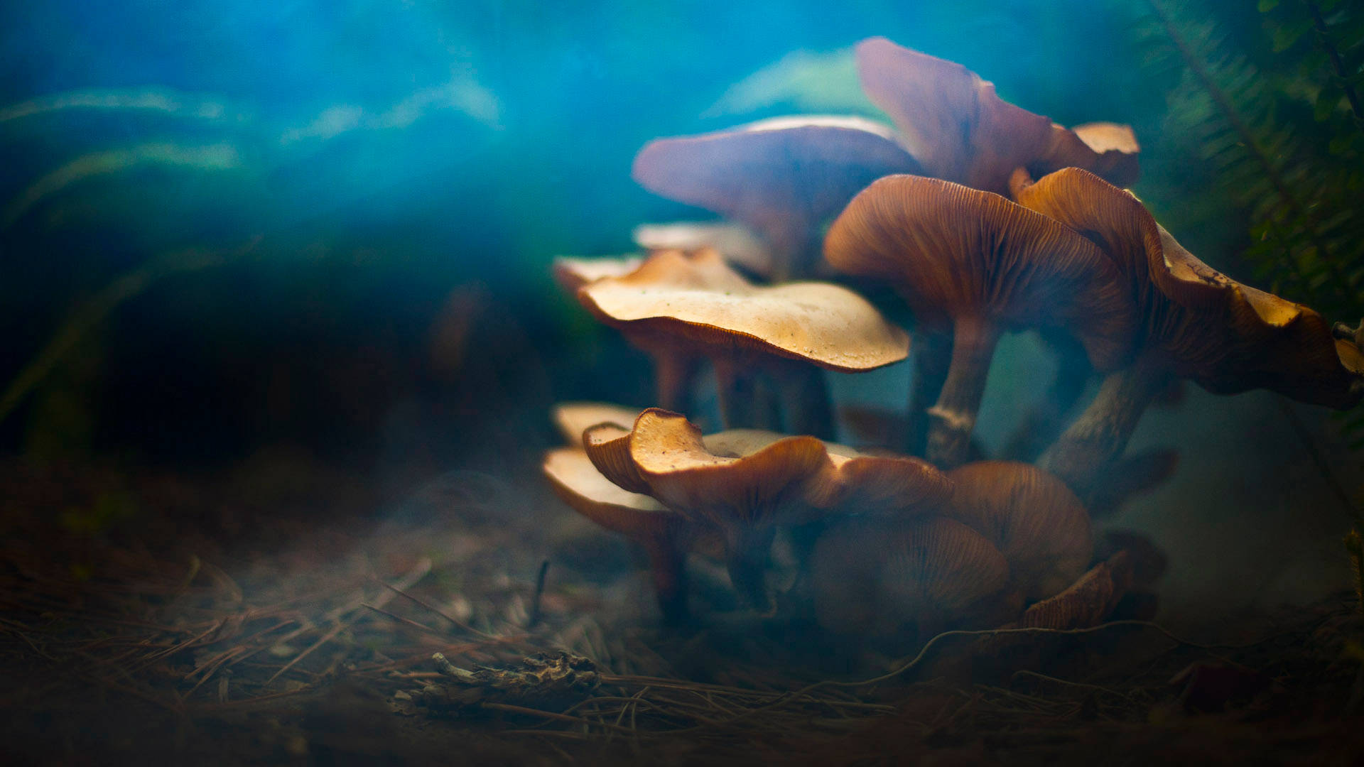 Cute Mushroom 桌布 壁紙 — 發光的橙色蘑菇聚集在霧氣瀰漫的森林地面上，沐浴在從上方灑下的冷藍光中。