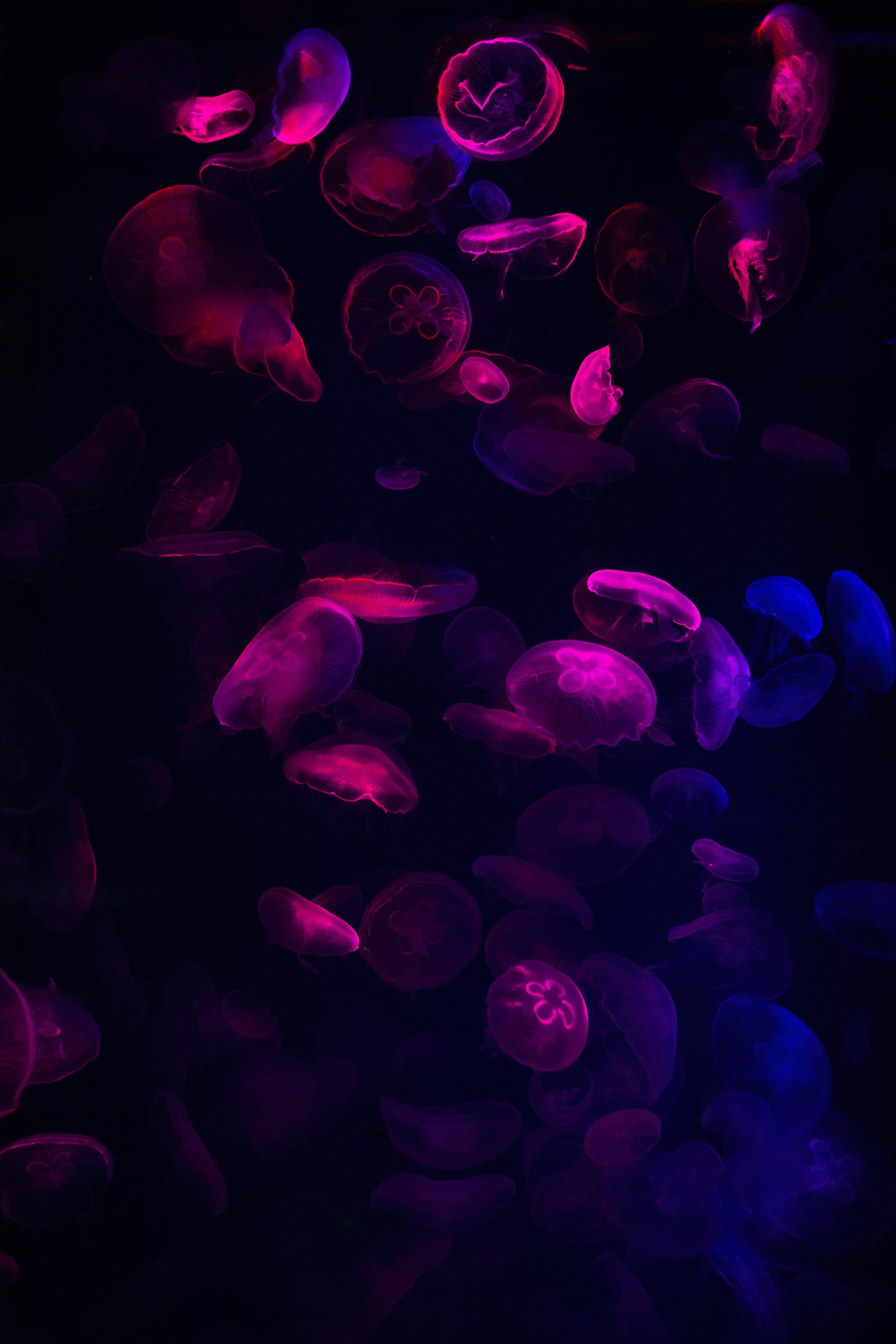 Dark Neon 桌布 壁紙 — 發光的粉紅色和藍色水母在深邃黑暗的水中優雅地漂流，上演一場迷人的水下芭蕾。