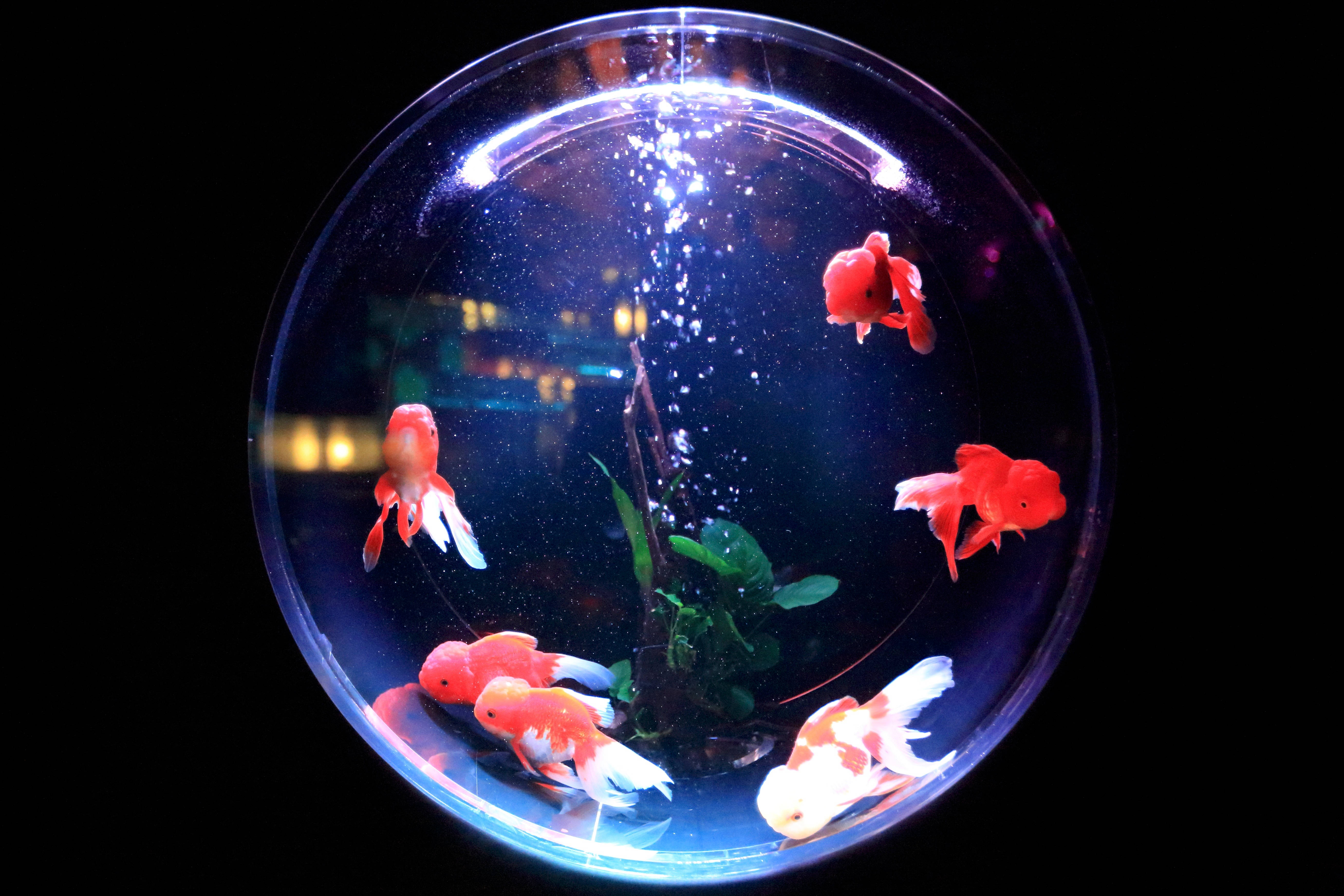 魚 桌布 壁紙 — 發光的紅白錦鯉在球形水族箱中優雅地游動，背景黑暗，氣泡上升。