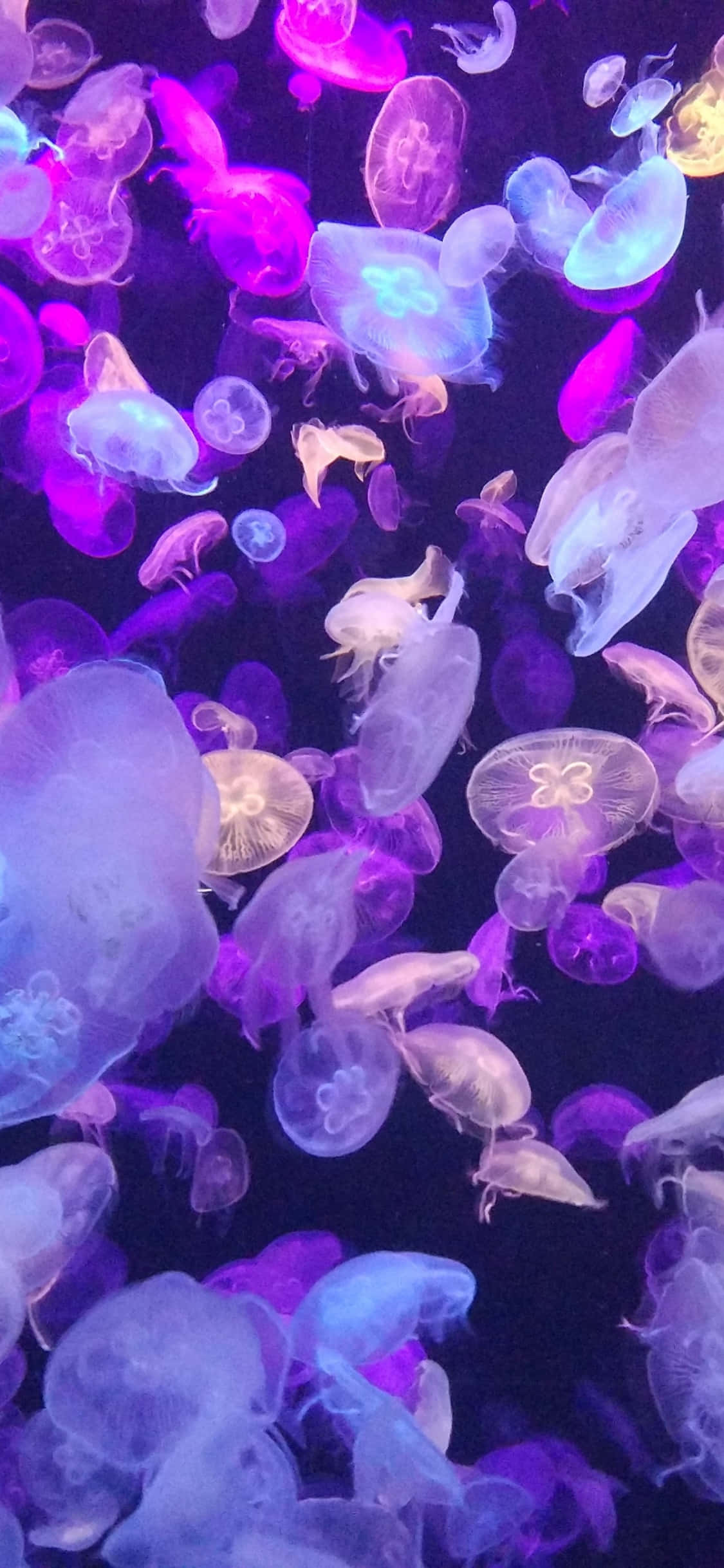 Underwater iPhone 桌布 壁紙 — 發光的紫色和藍色水母在深邃黑暗的水中優雅漂流，營造出迷人的水下奇觀。
