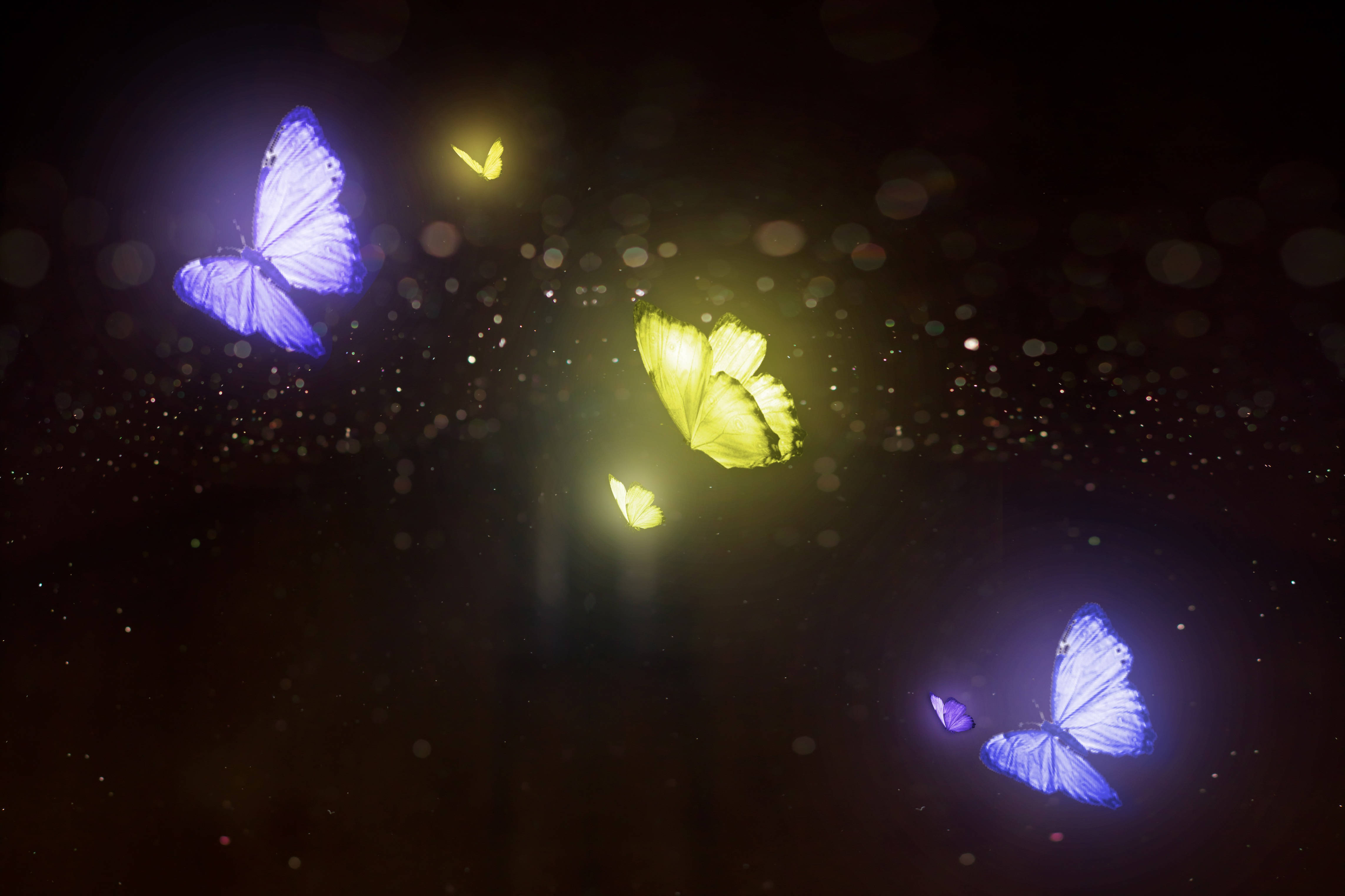 night butterfly 桌布 壁紙 — 發光的紫色和黃色蝴蝶在點綴著柔和散景燈光的黑暗空間中飛舞。