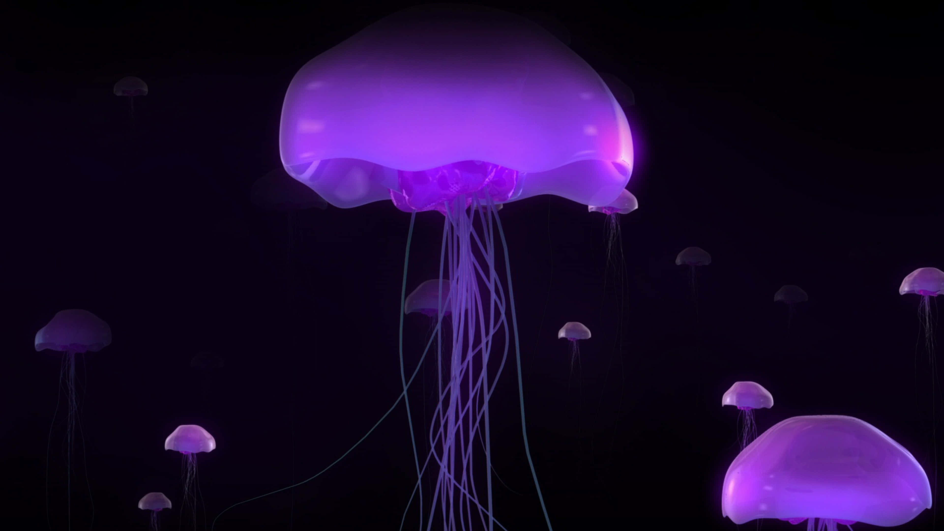 4K Jellyfish 桌布 壁紙 — 發光的紫色水母在寧靜的水下場景中優雅地飄過深邃黑暗的海水。