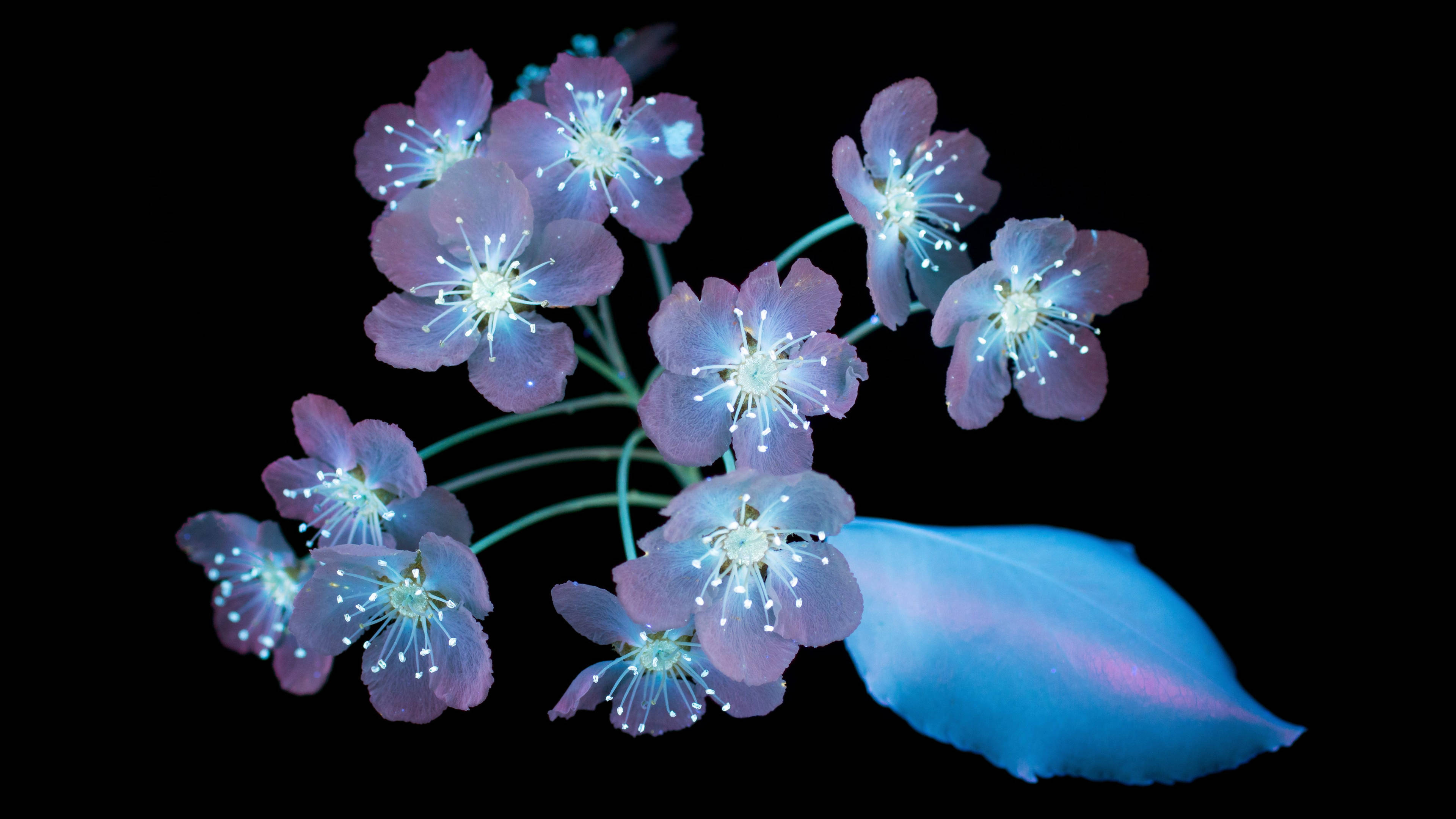 AMOLED 4K 桌布 壁紙 — 發光的紫色花朵，帶有明亮的白色雄蕊和藍色葉子，漂浮在純黑色背景上。