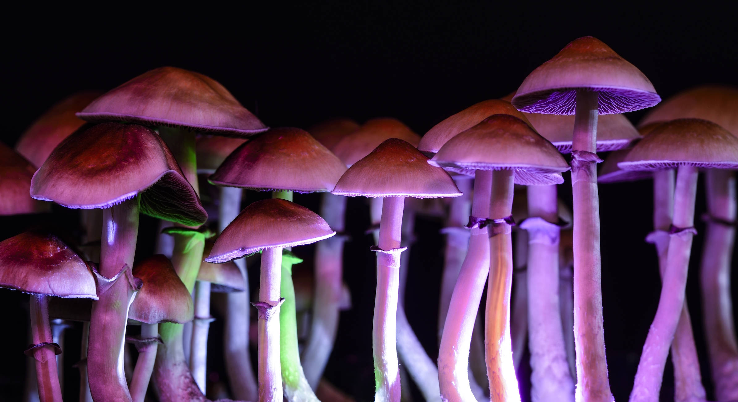 Psychedelic Mushroom 桌布 壁紙 — 發光的紫色蘑菇，帶有綠色莖，在戲劇性燈光下矗立在黑色背景前。
