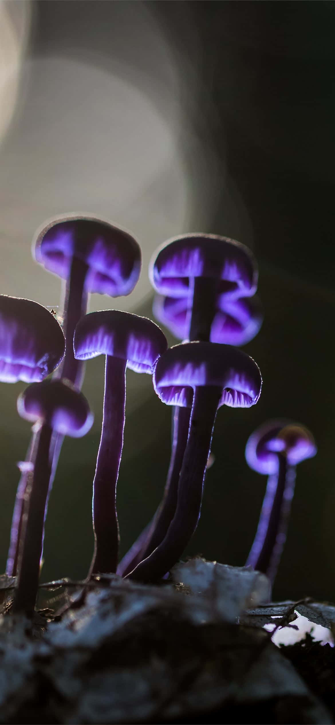 Mushroom Phone 桌布 壁紙 — 發光的紫色蘑菇帶有精緻的菌蓋，在柔和背光下從深色苔蘚中冒出。